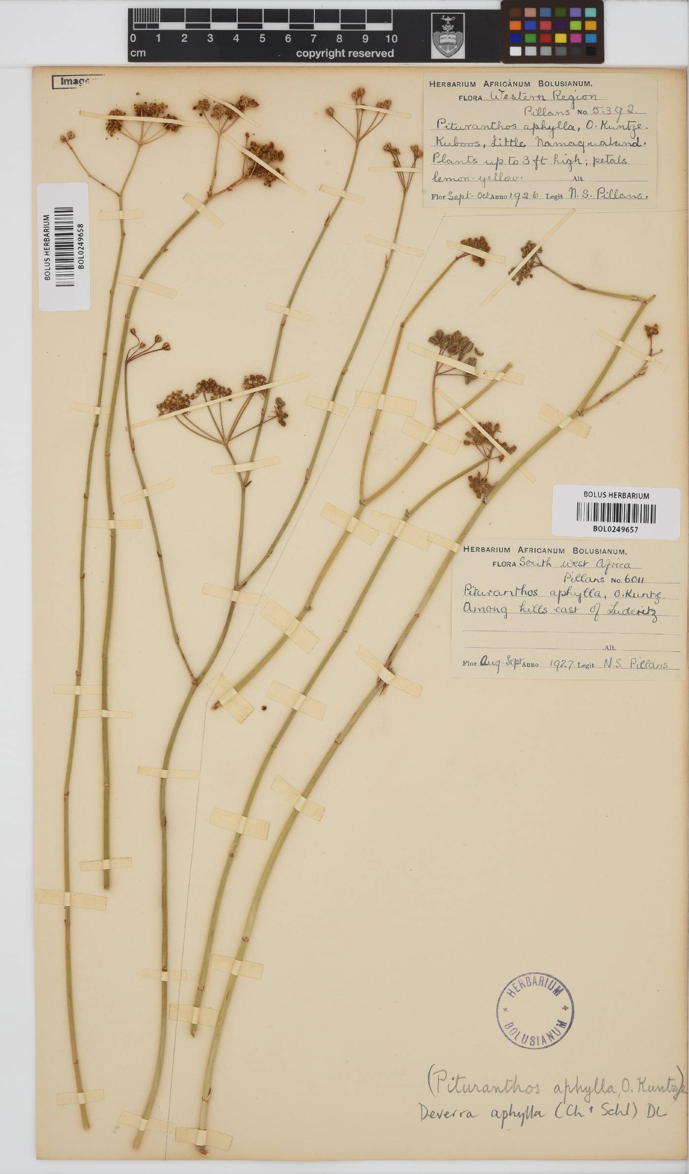 Deverra denudata image