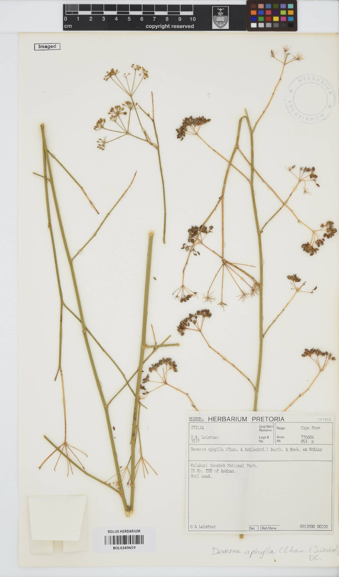 Deverra denudata image