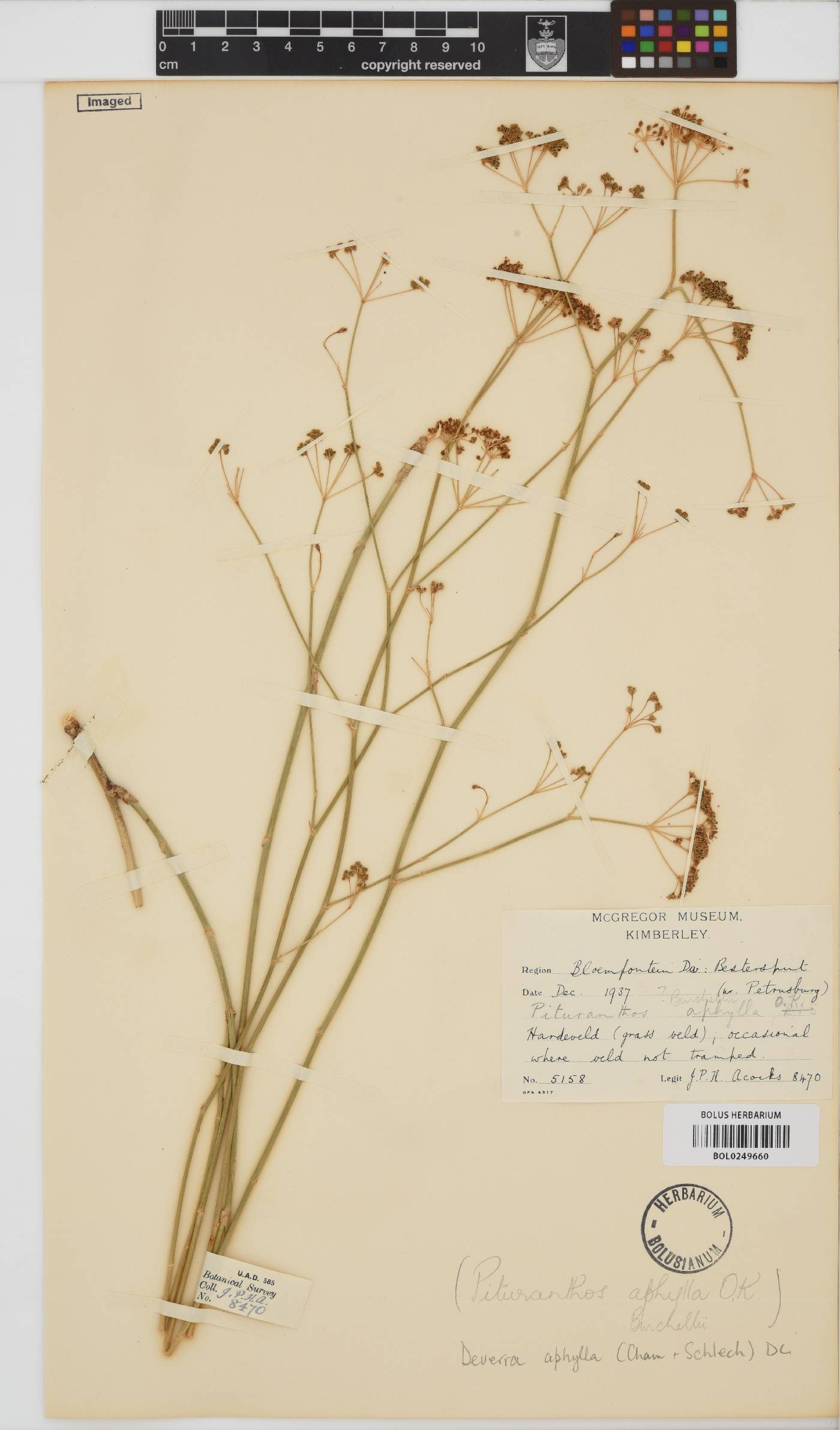 Deverra denudata subsp. aphylla image