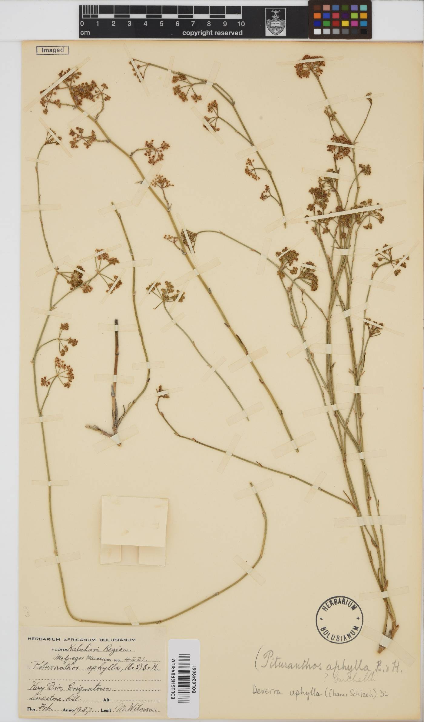 Deverra denudata image