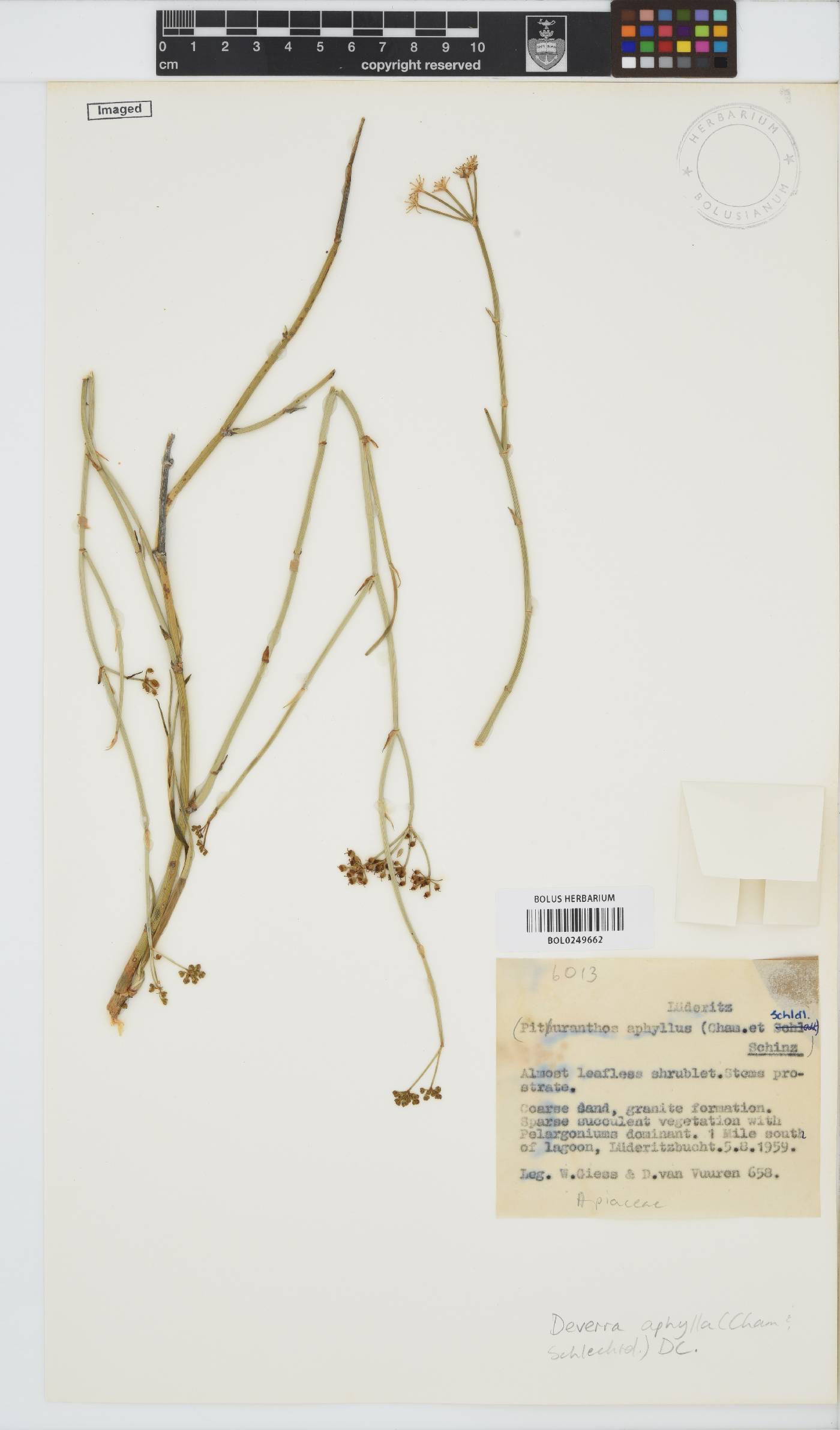 Deverra denudata image