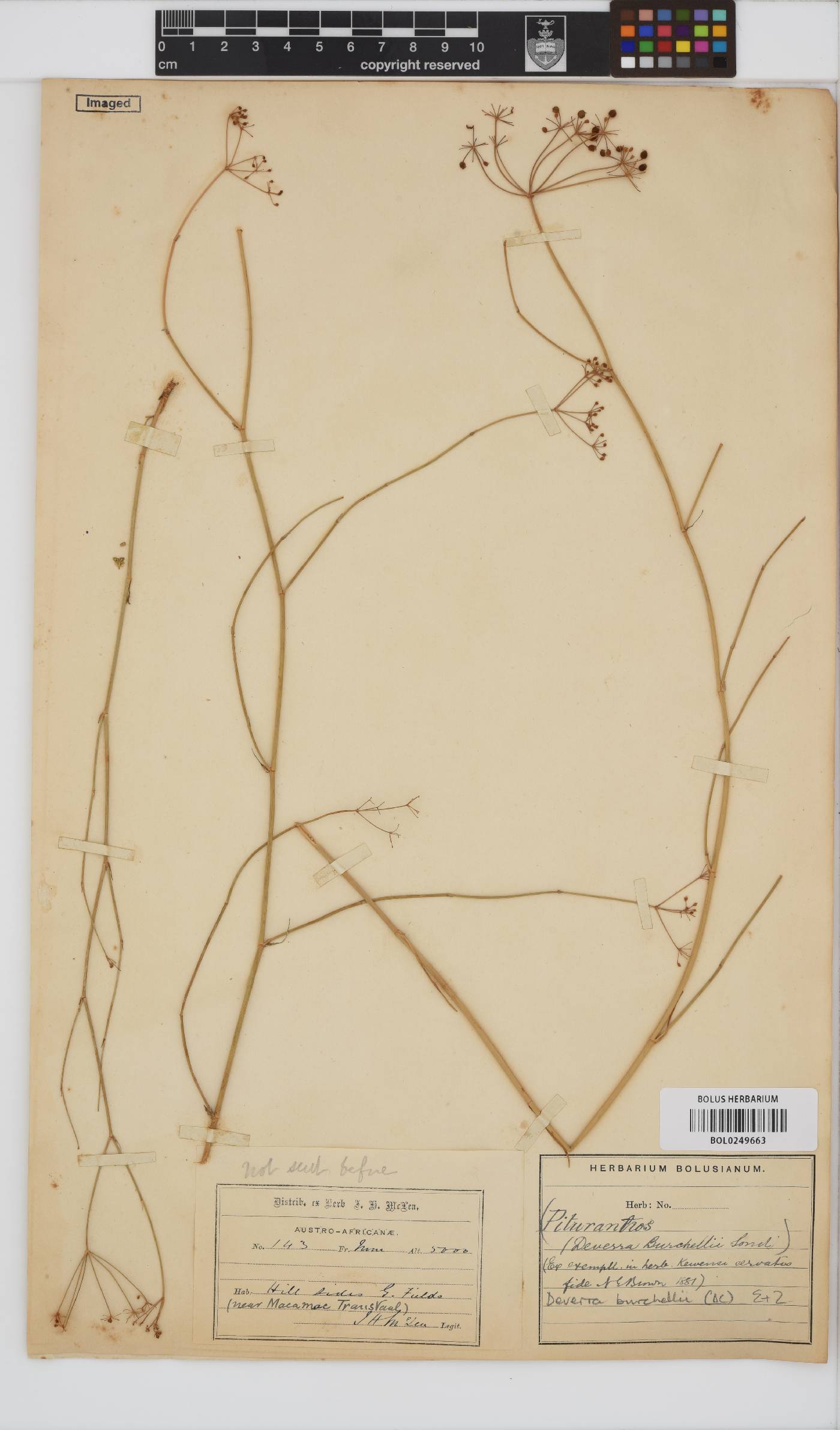 Deverra burchellii image