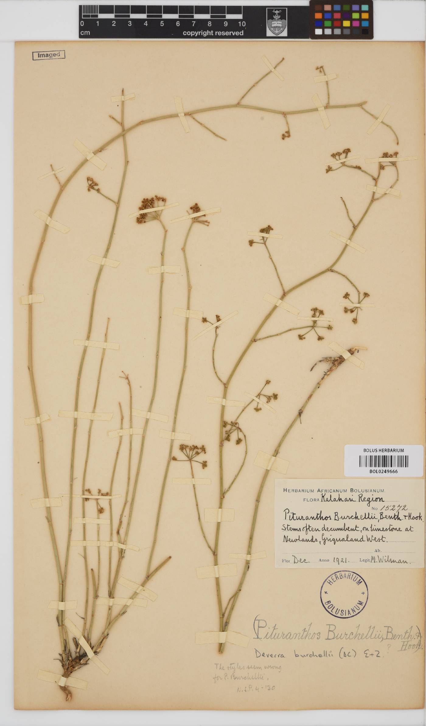 Deverra burchellii image