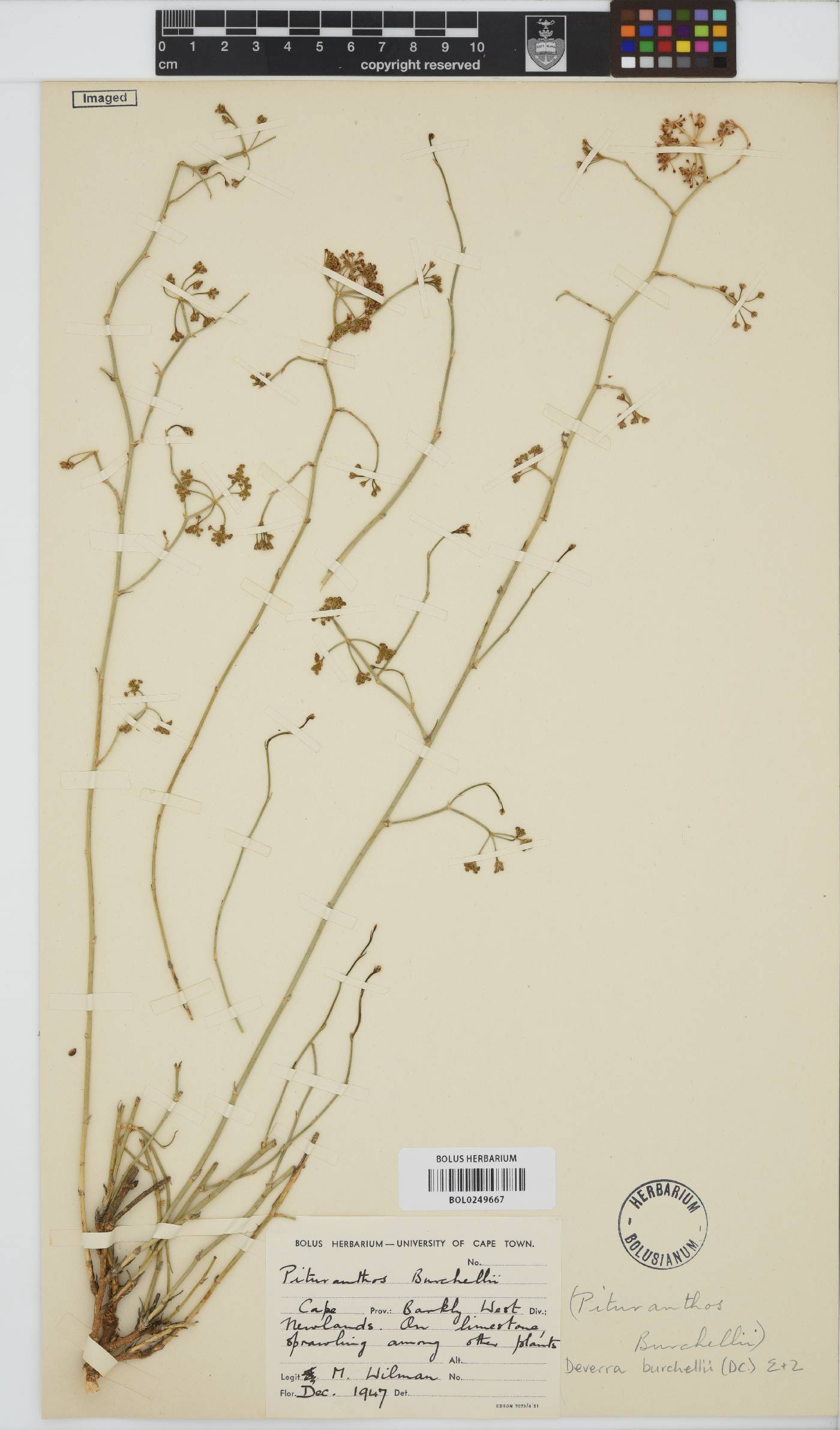 Deverra burchellii image