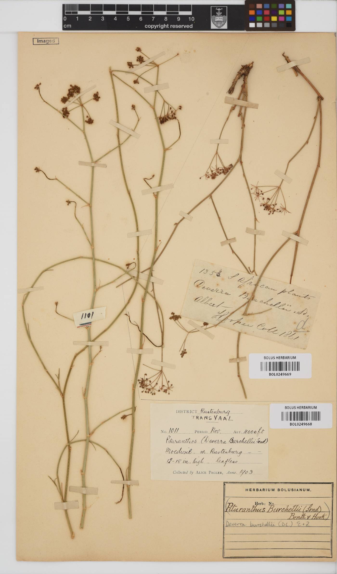 Deverra burchellii image