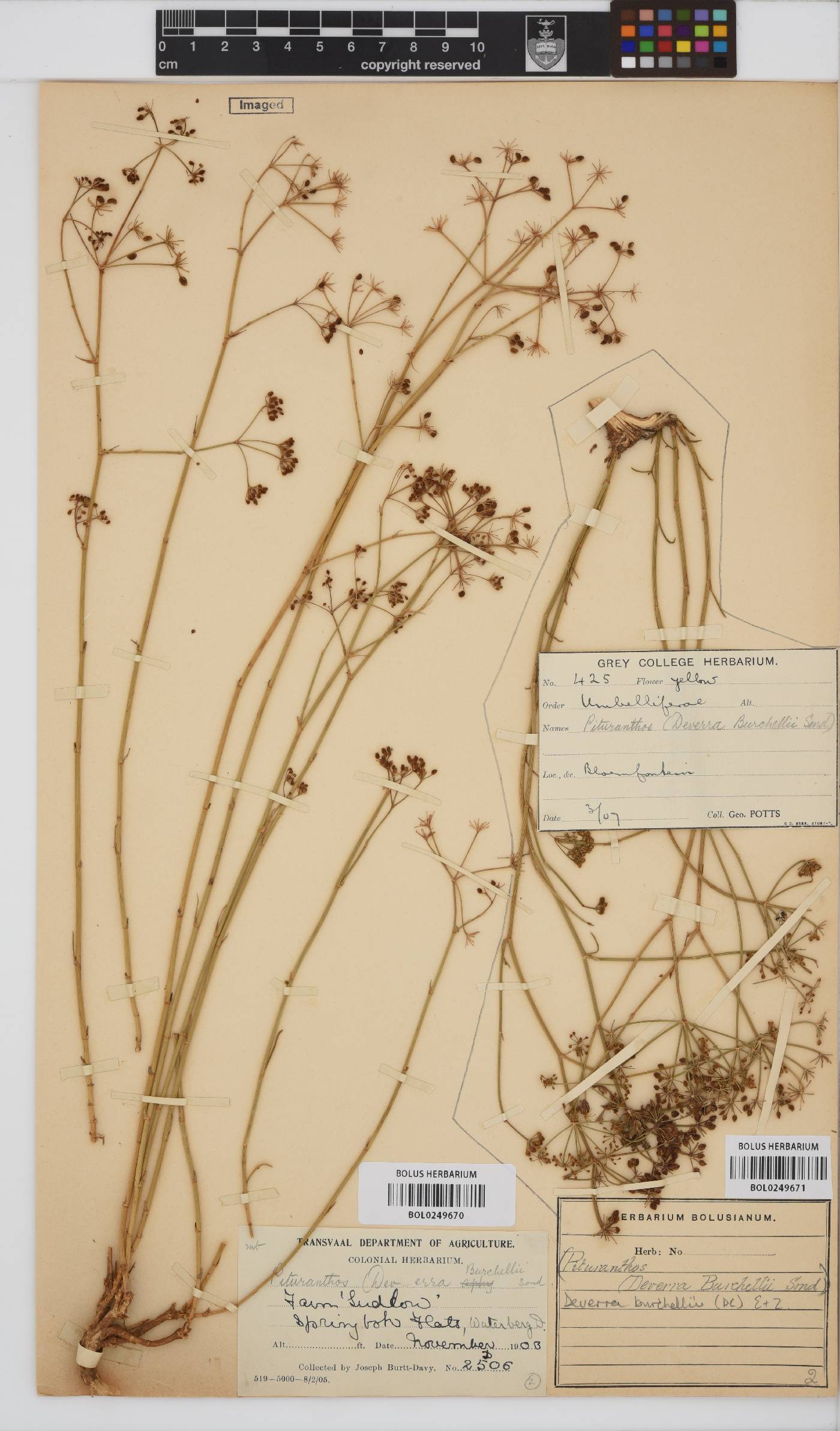 Deverra burchellii image
