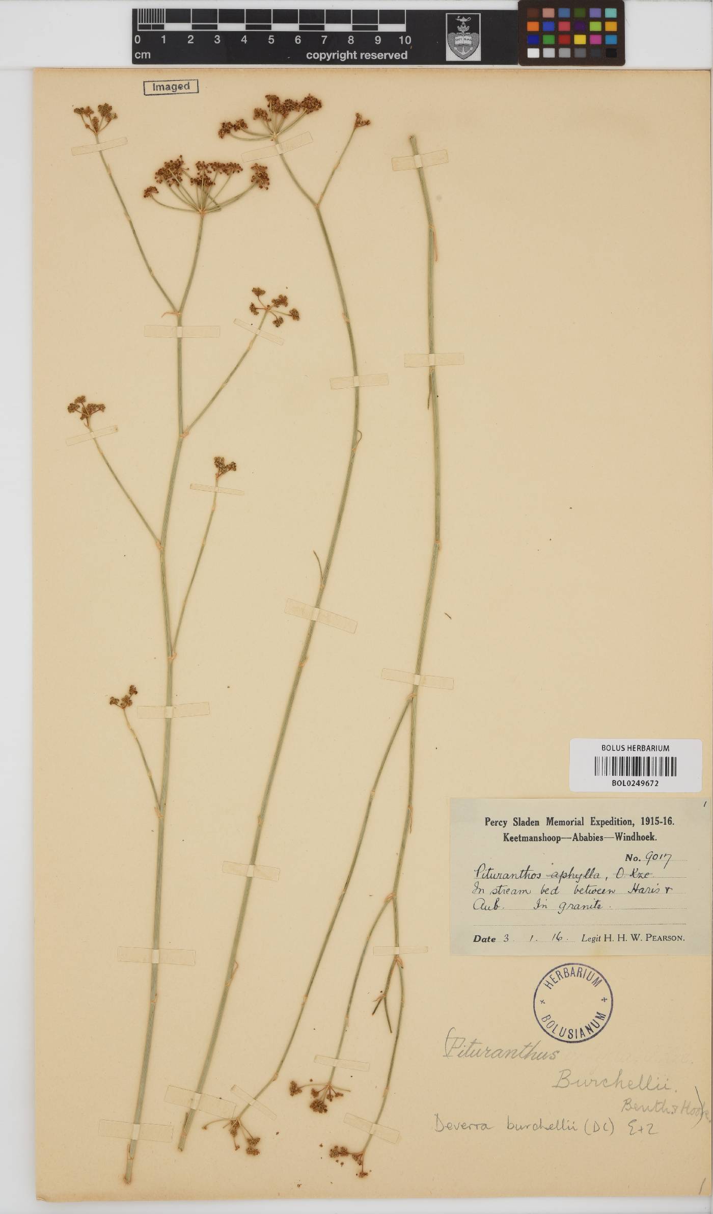 Deverra burchellii image