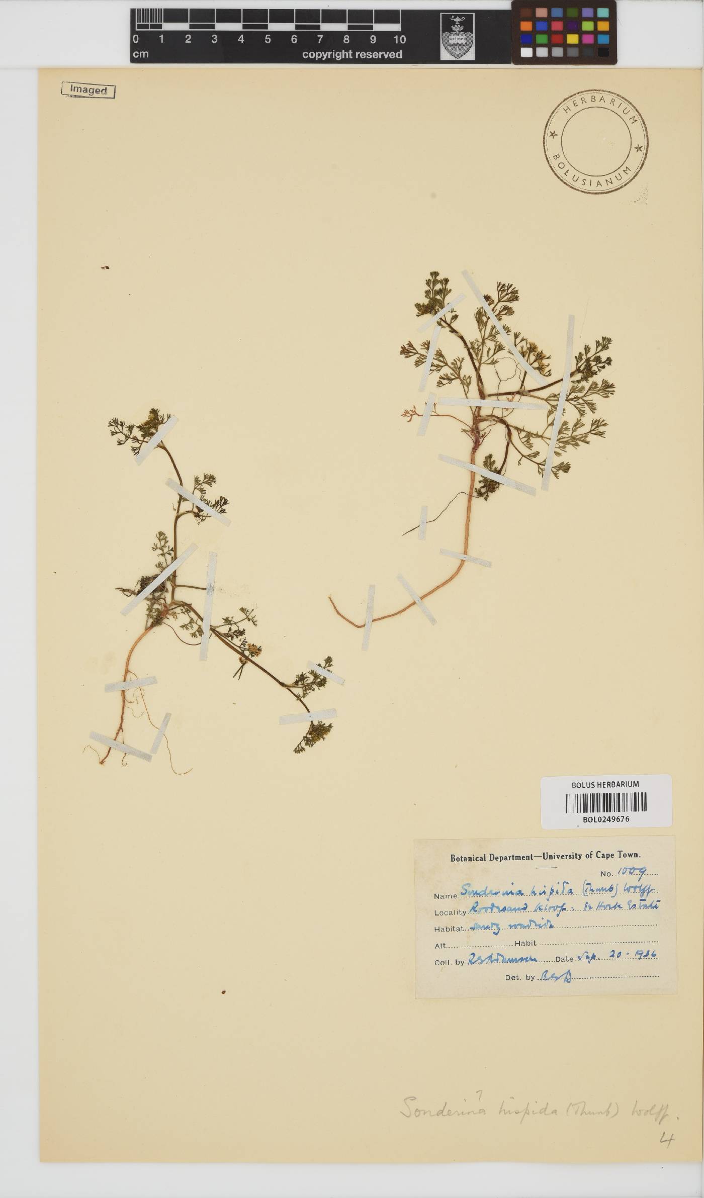 Dasispermum hispidum image