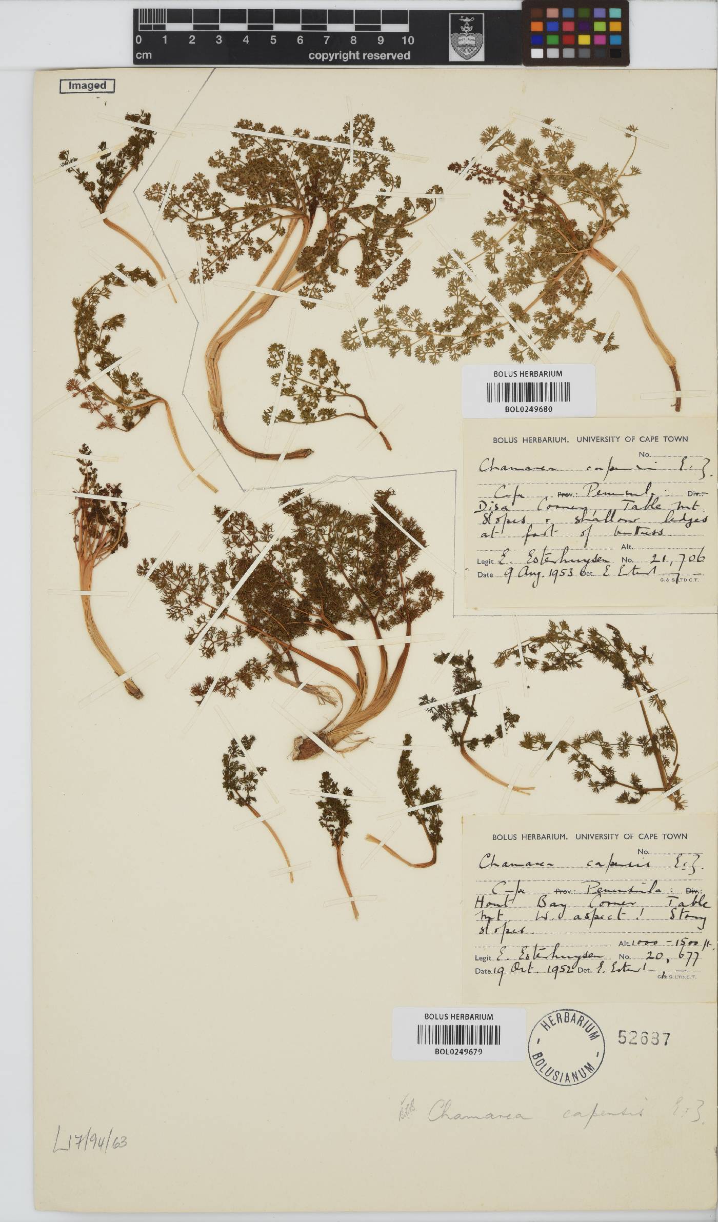 Chamarea capensis image