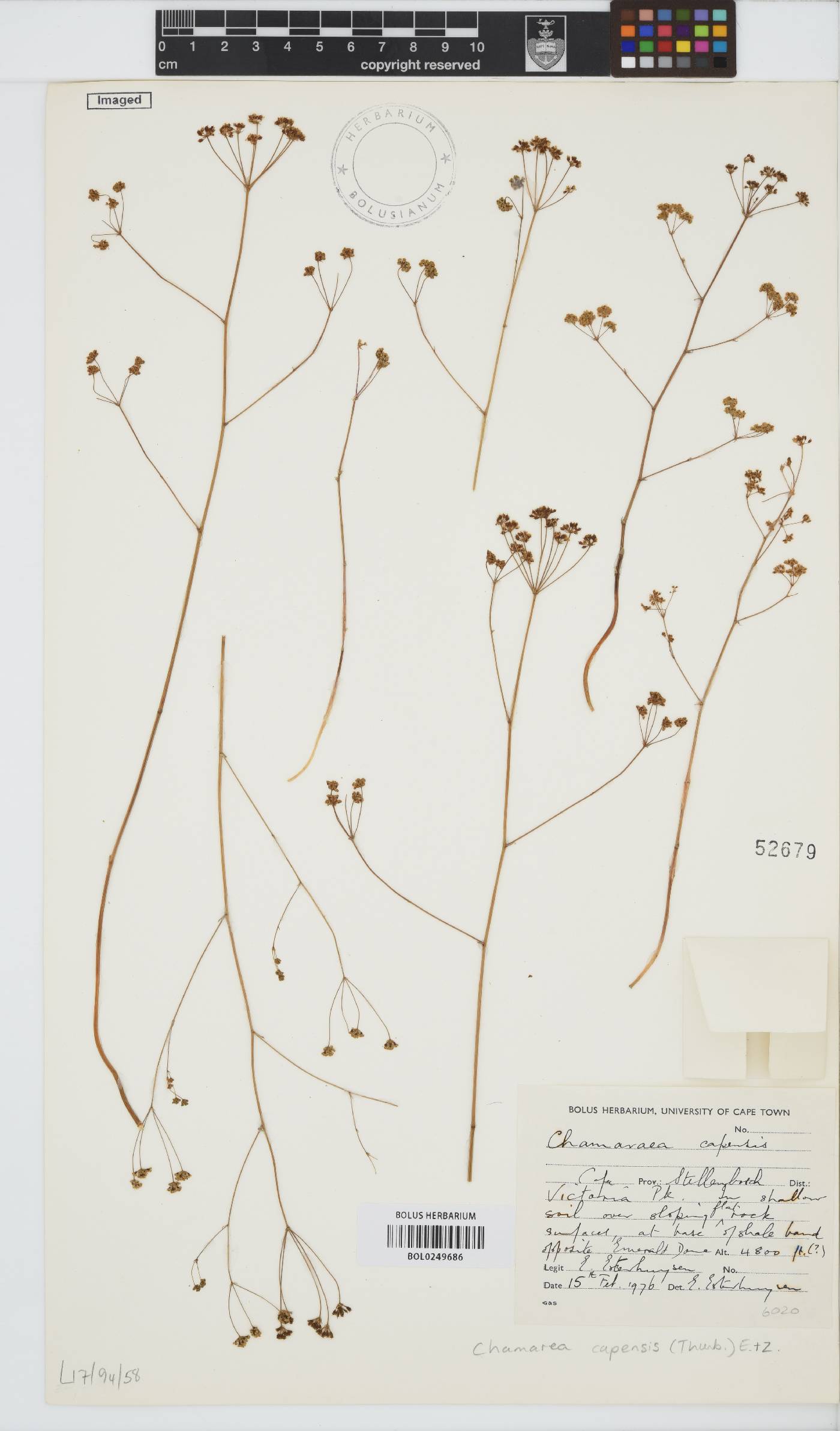 Chamarea capensis image