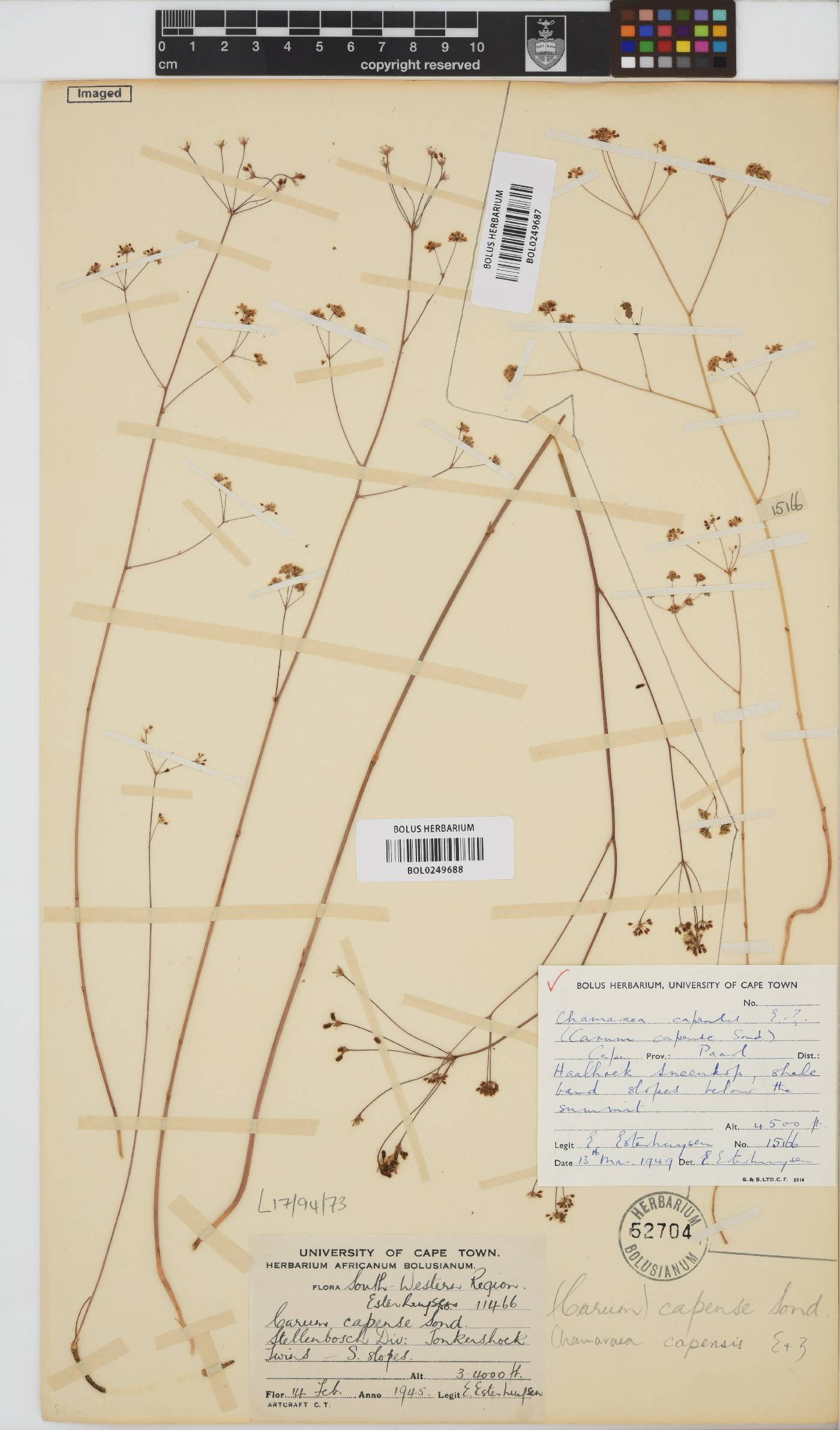 Chamarea capensis image