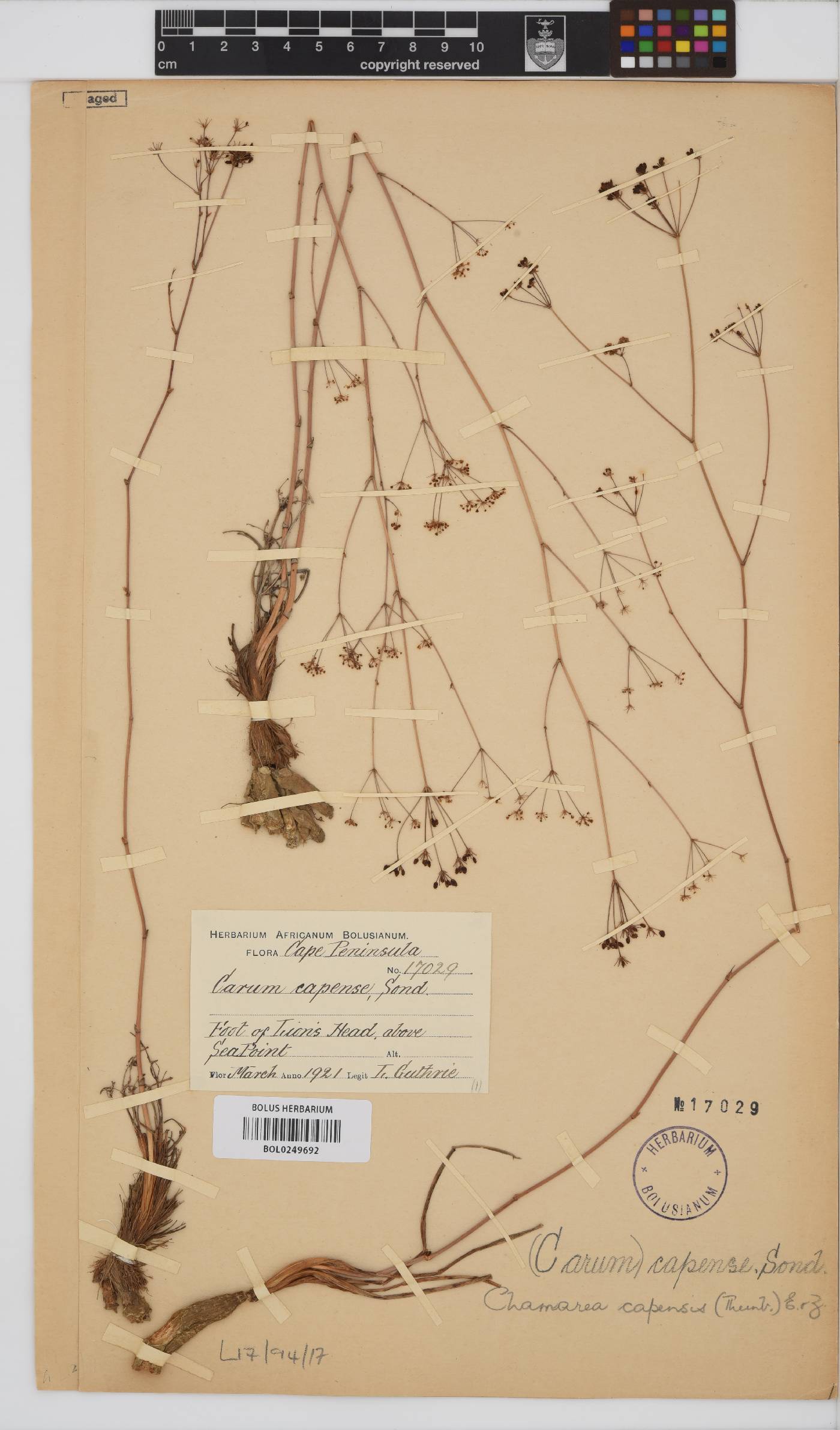 Chamarea capensis image