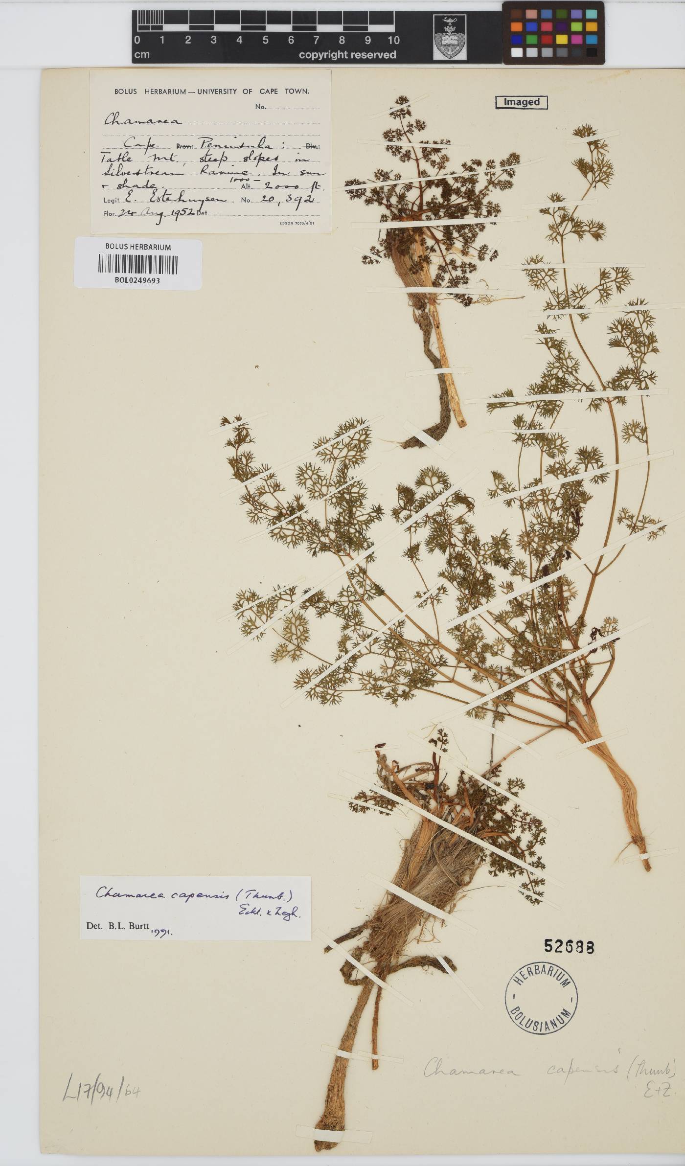 Chamarea capensis image