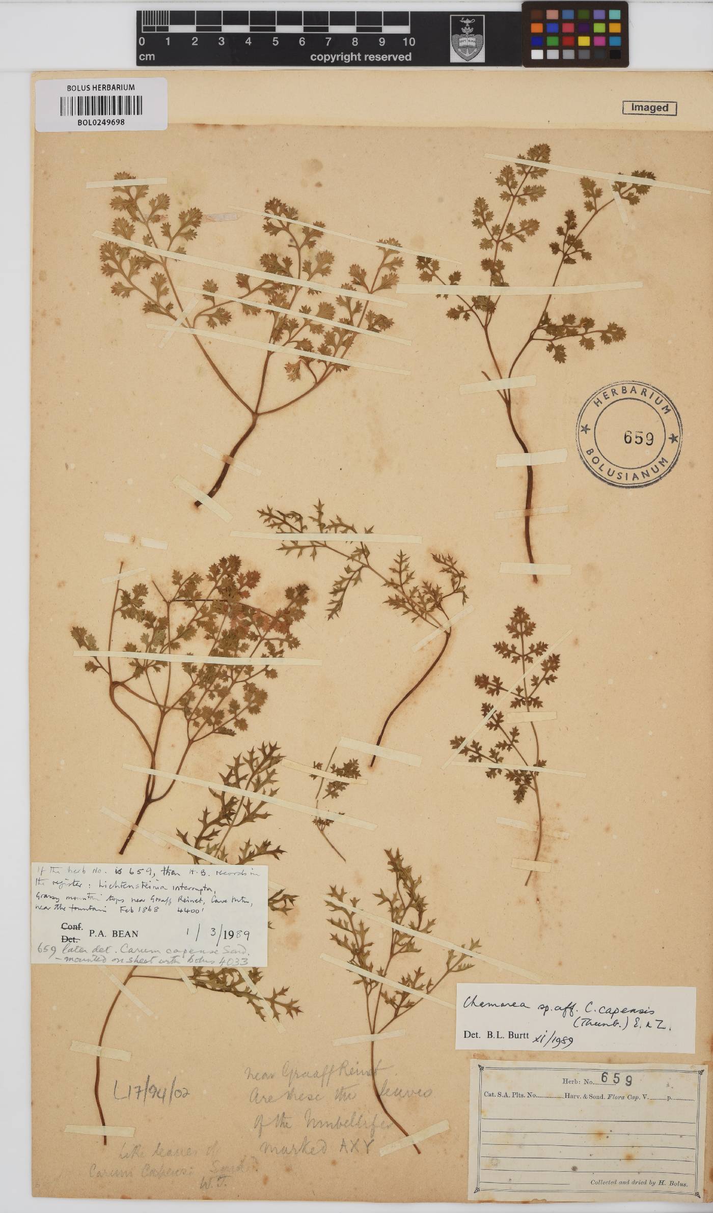 Chamarea capensis image