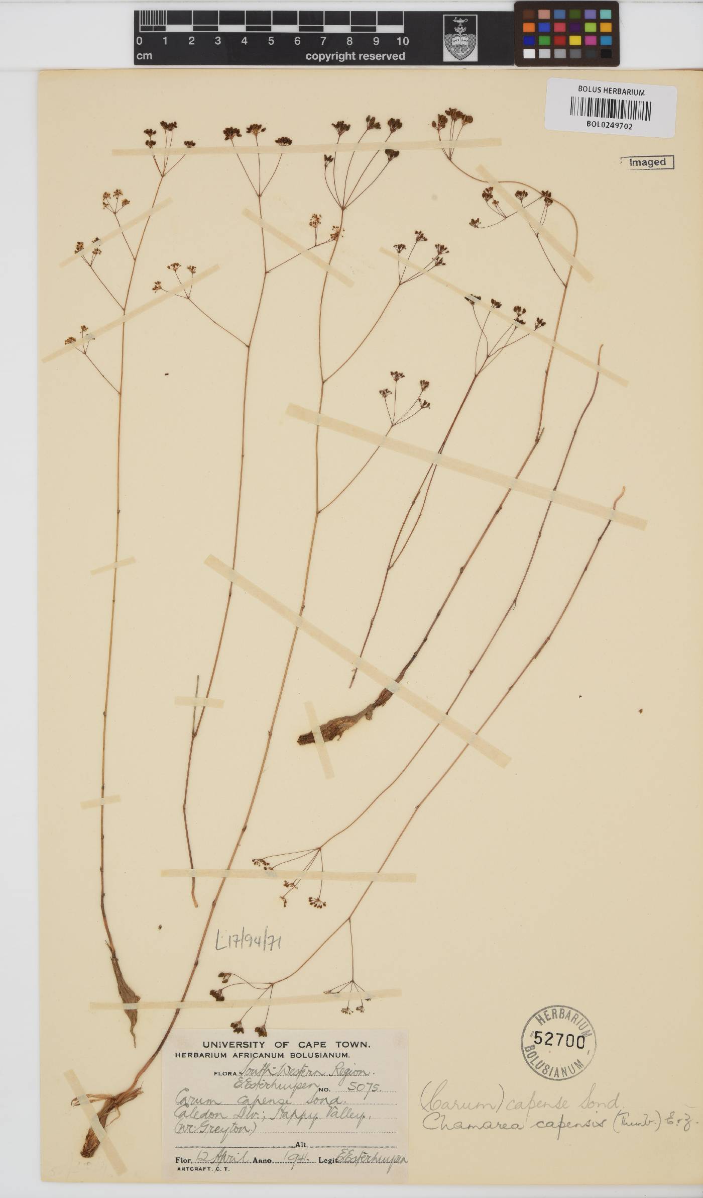 Chamarea capensis image