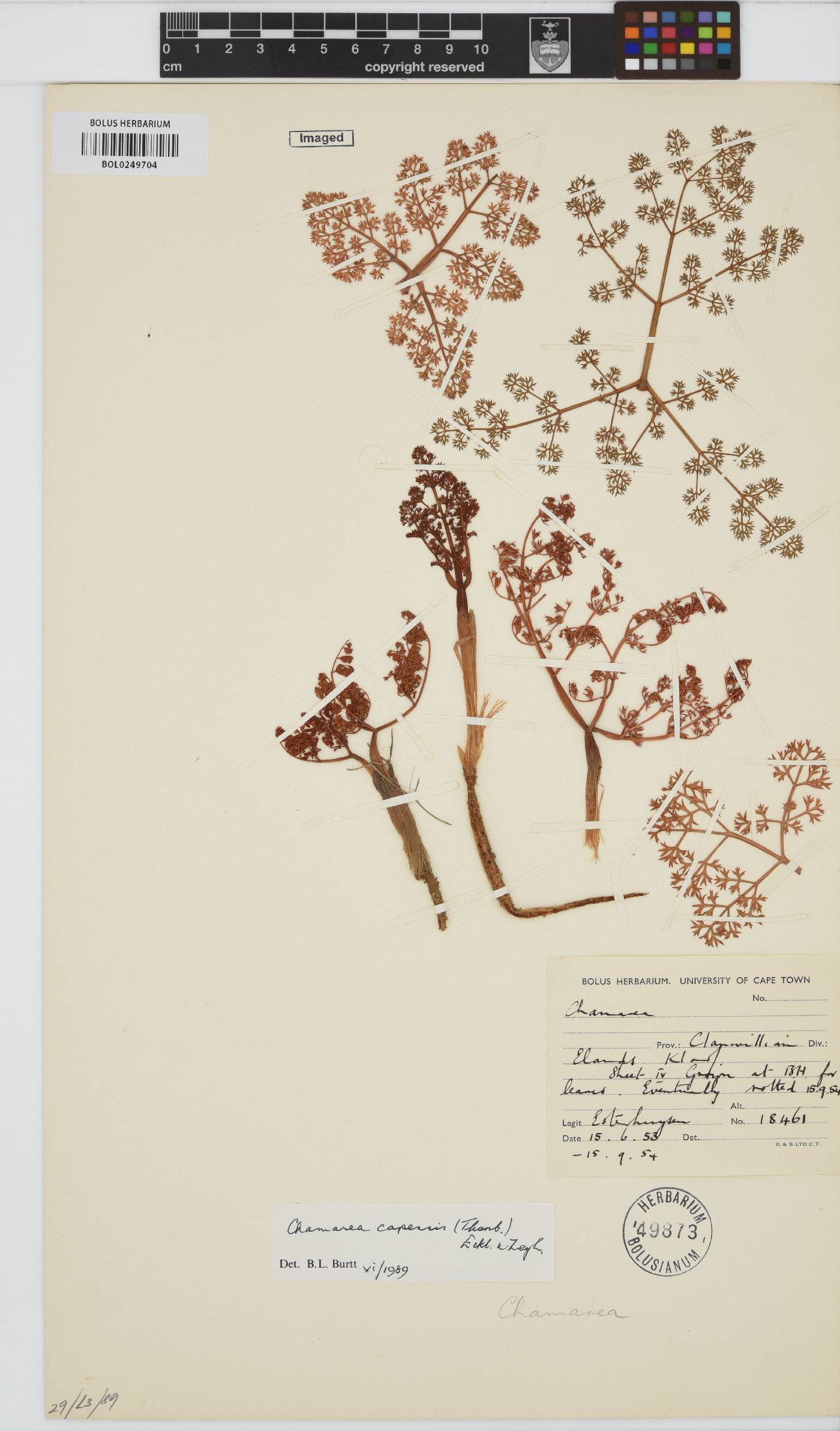 Chamarea capensis image