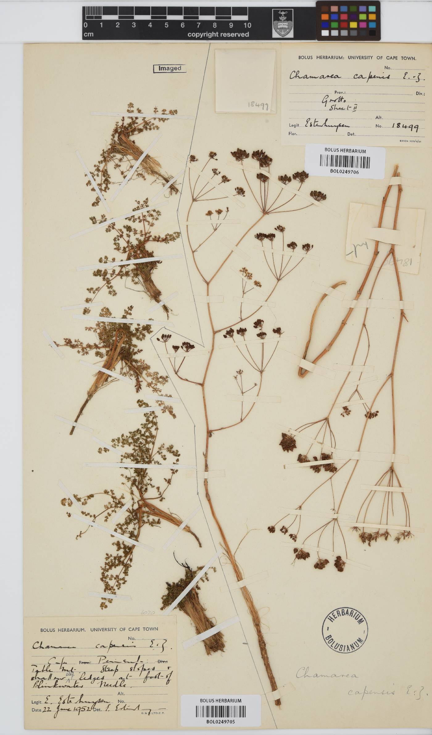 Chamarea capensis image