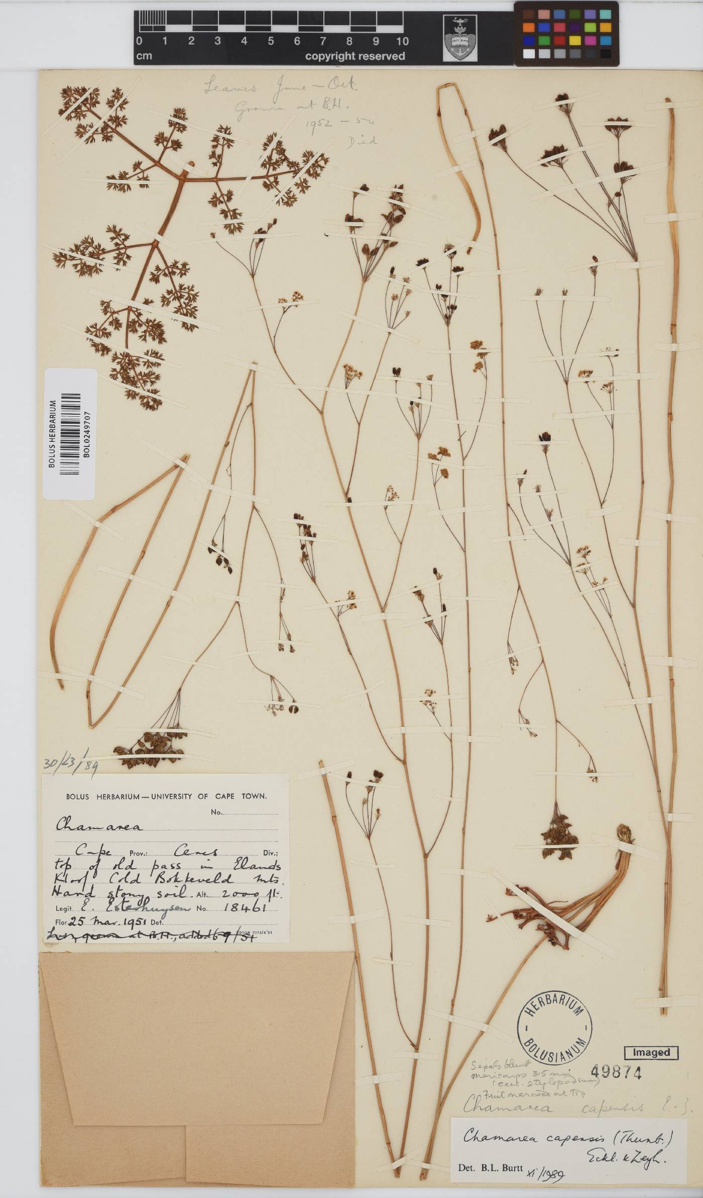 Chamarea capensis image
