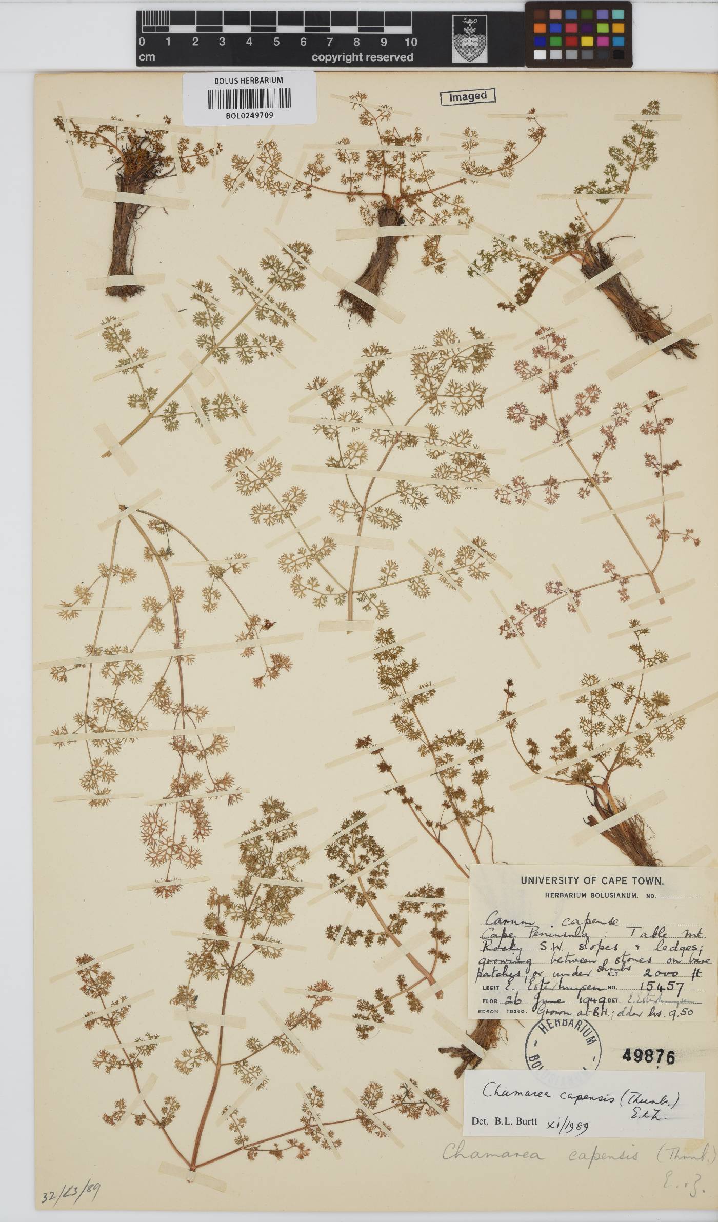 Chamarea capensis image