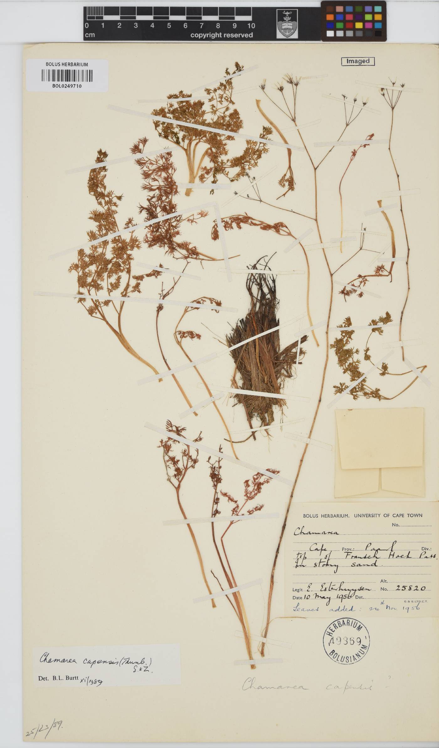 Chamarea capensis image