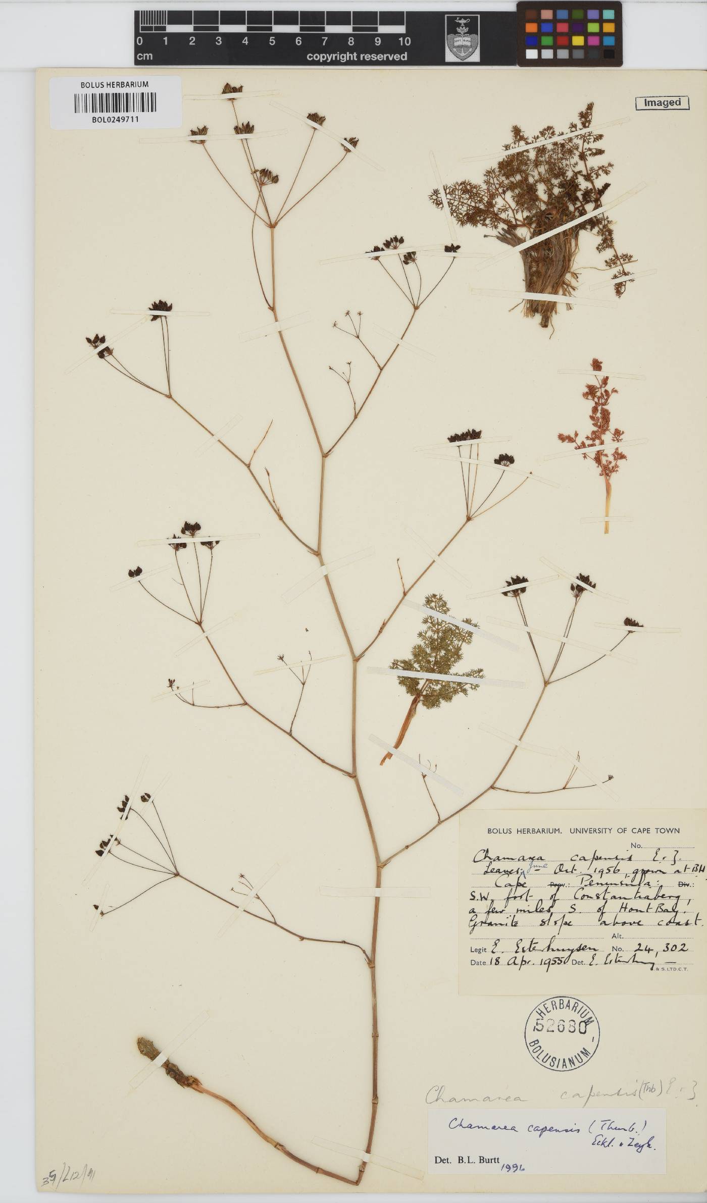 Chamarea capensis image