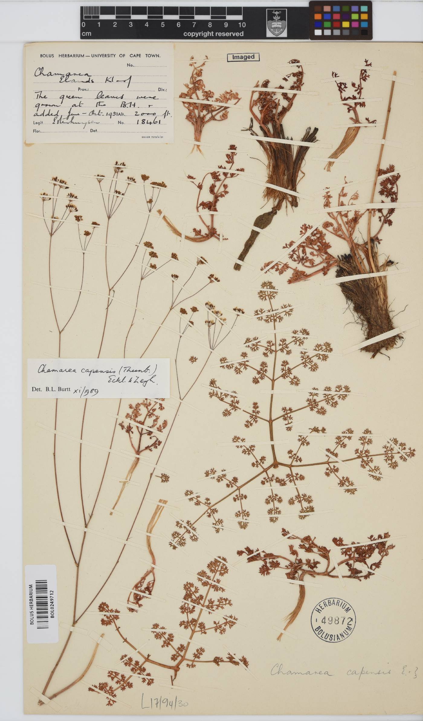 Chamarea capensis image