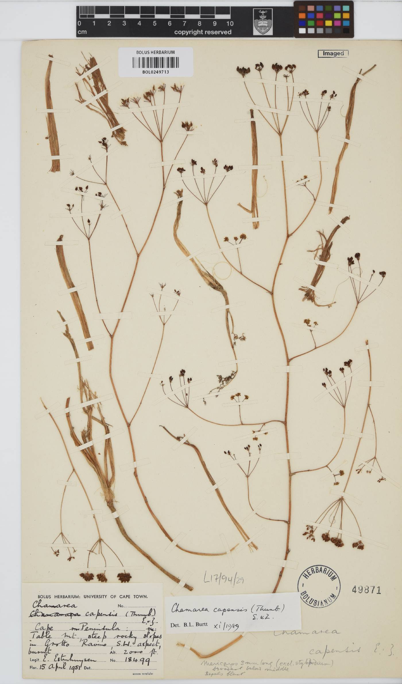 Chamarea capensis image