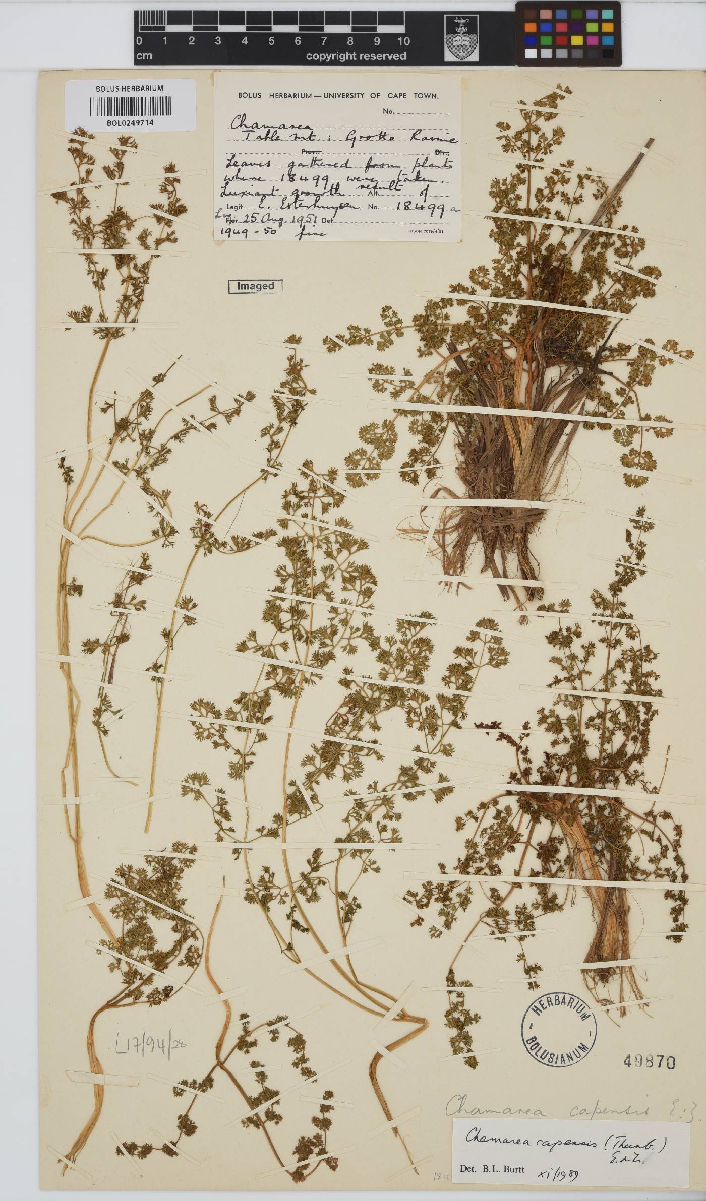 Chamarea capensis image