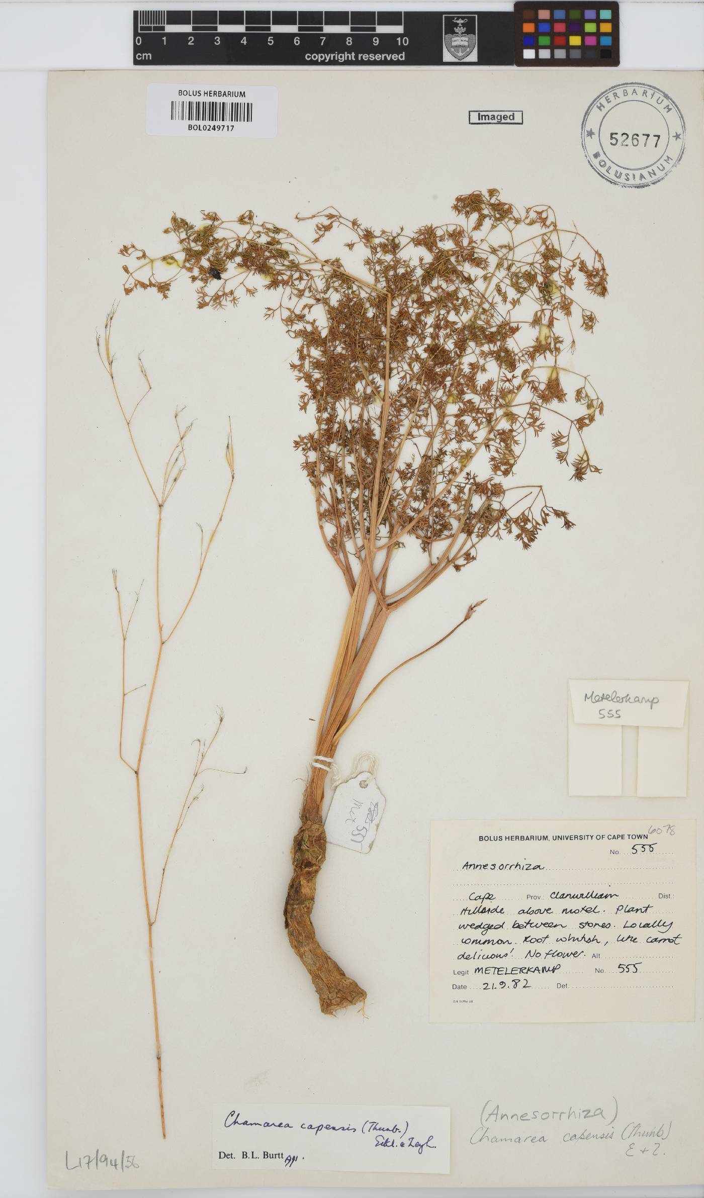 Chamarea capensis image