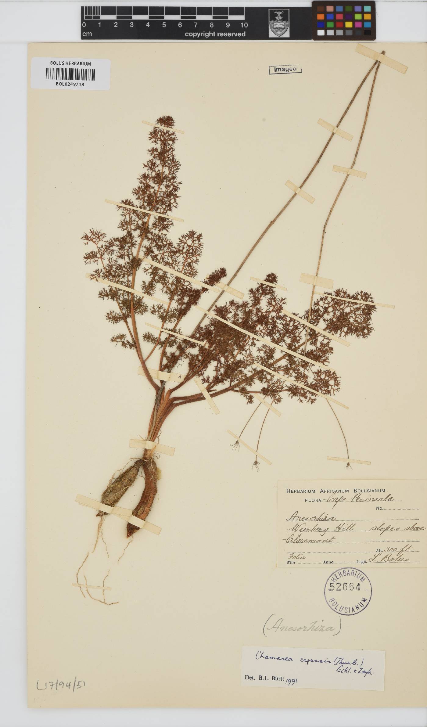 Chamarea capensis image