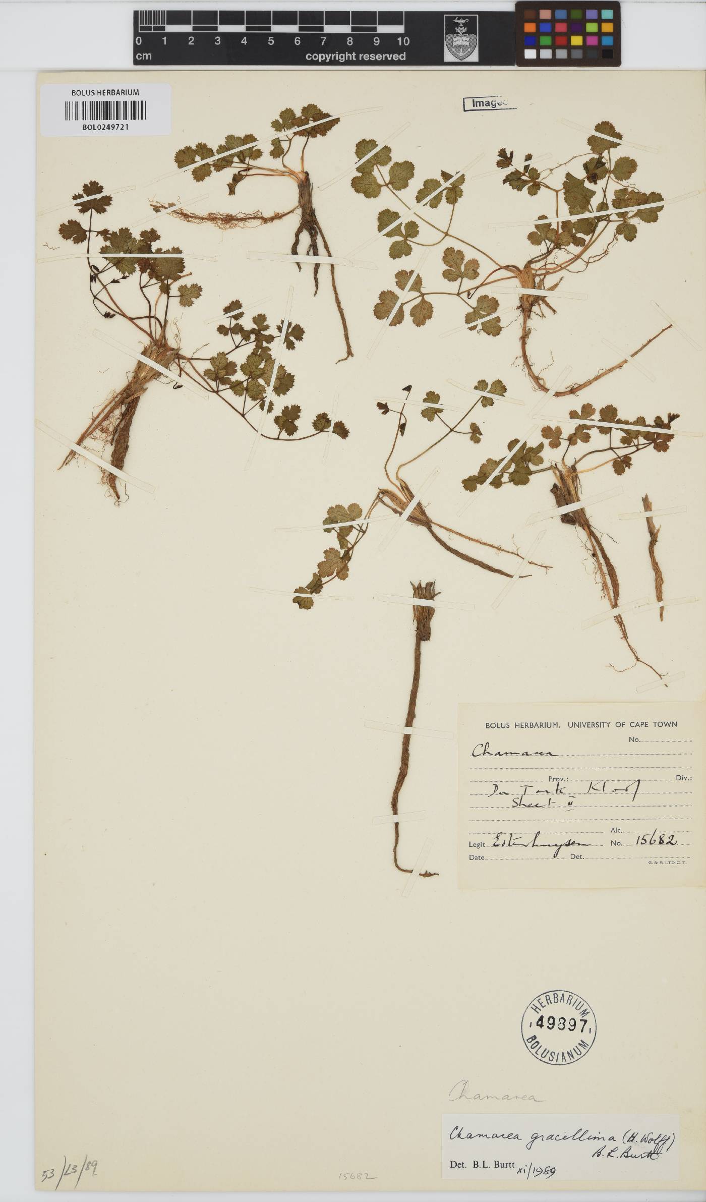 Chamarea gracillima image
