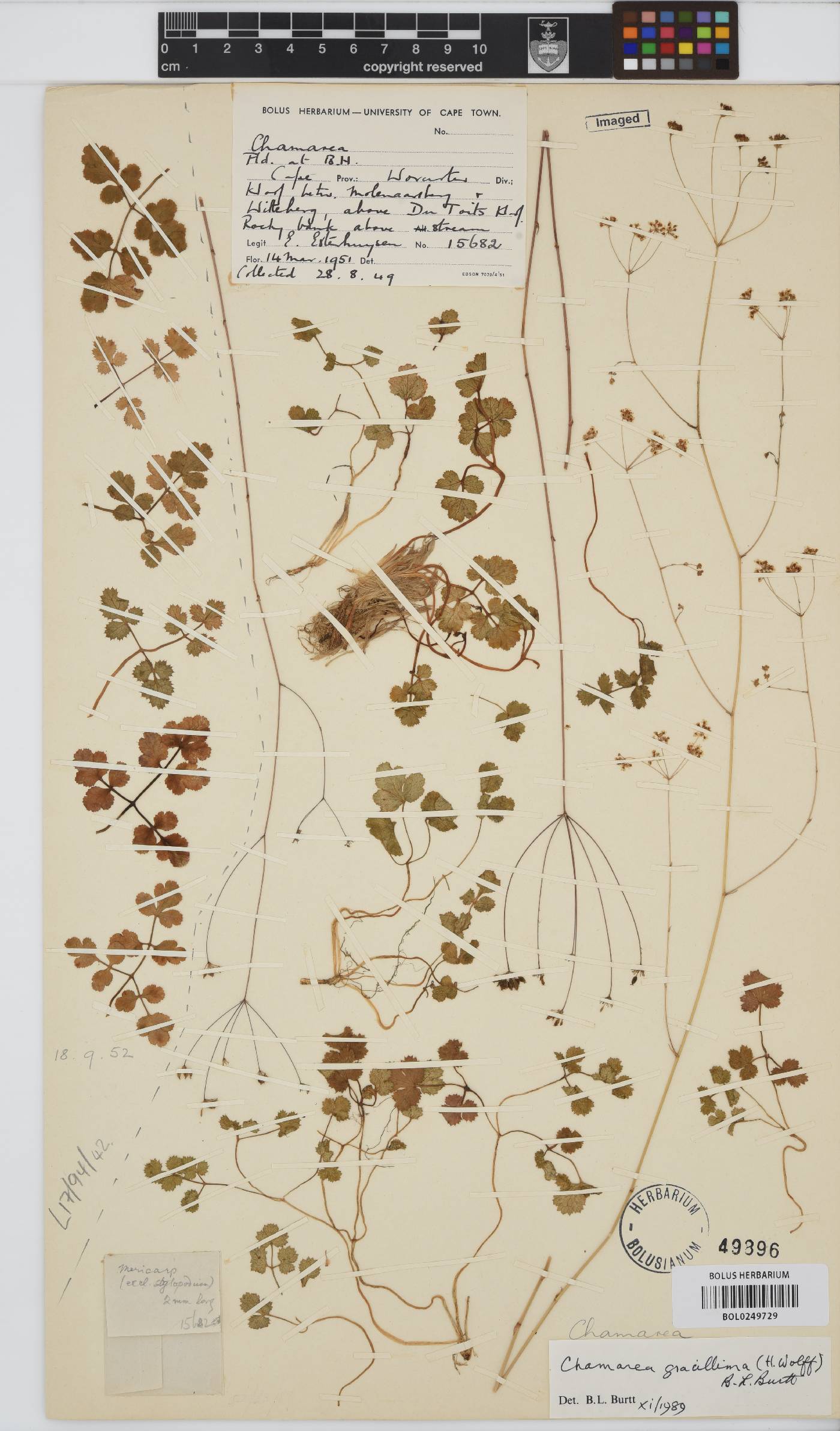 Chamarea gracillima image
