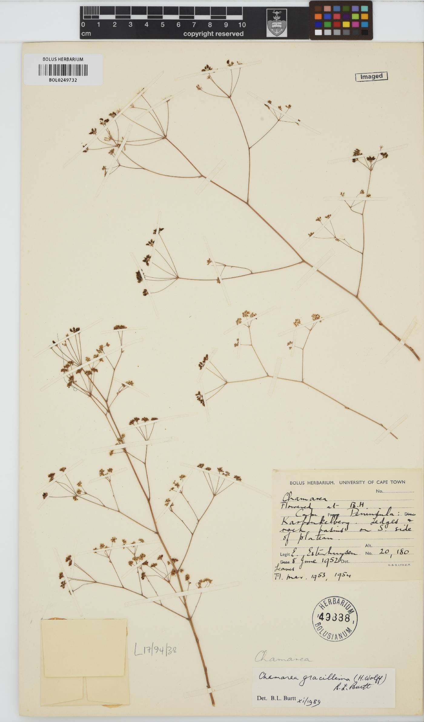 Chamarea gracillima image