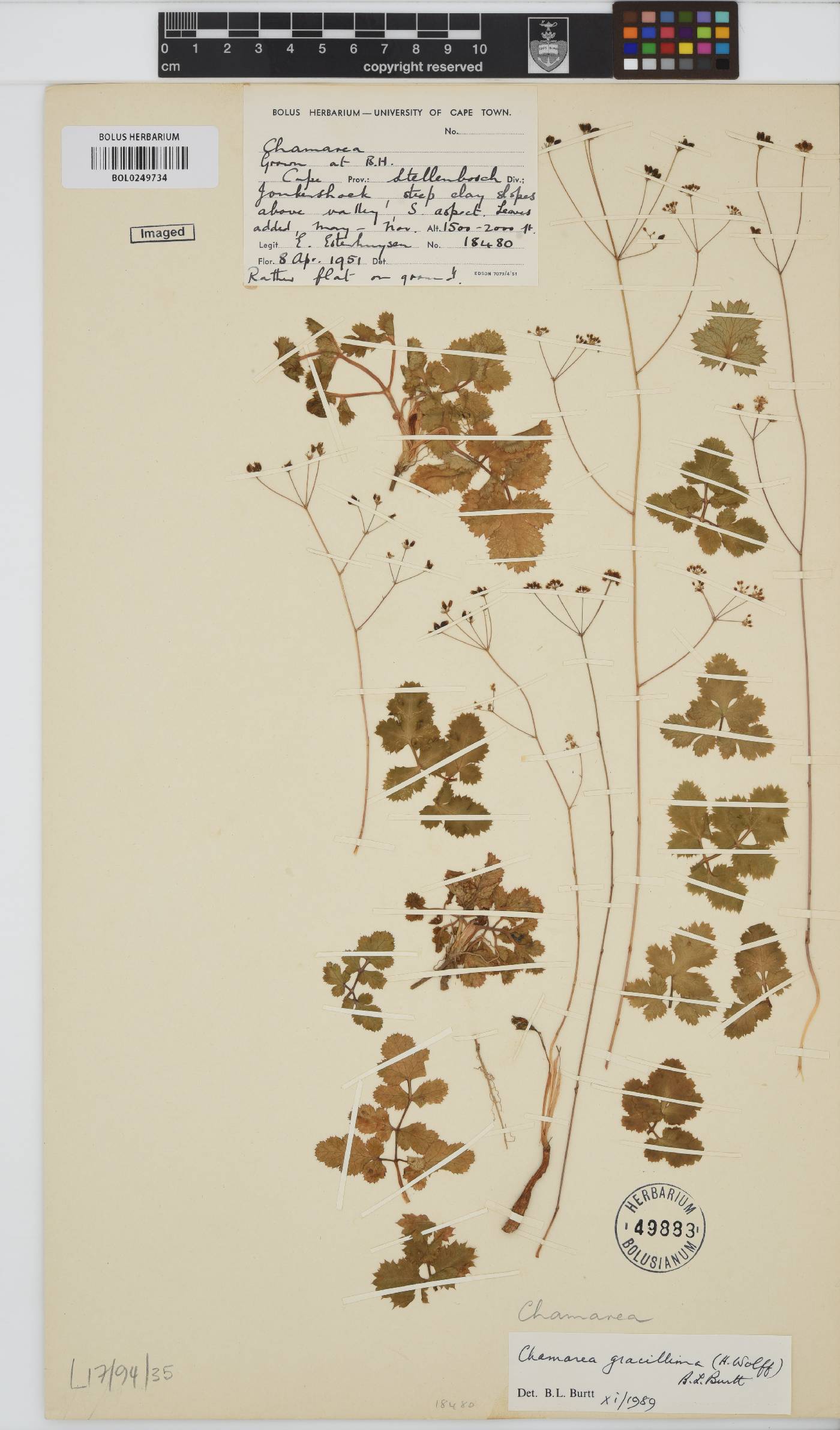 Chamarea gracillima image