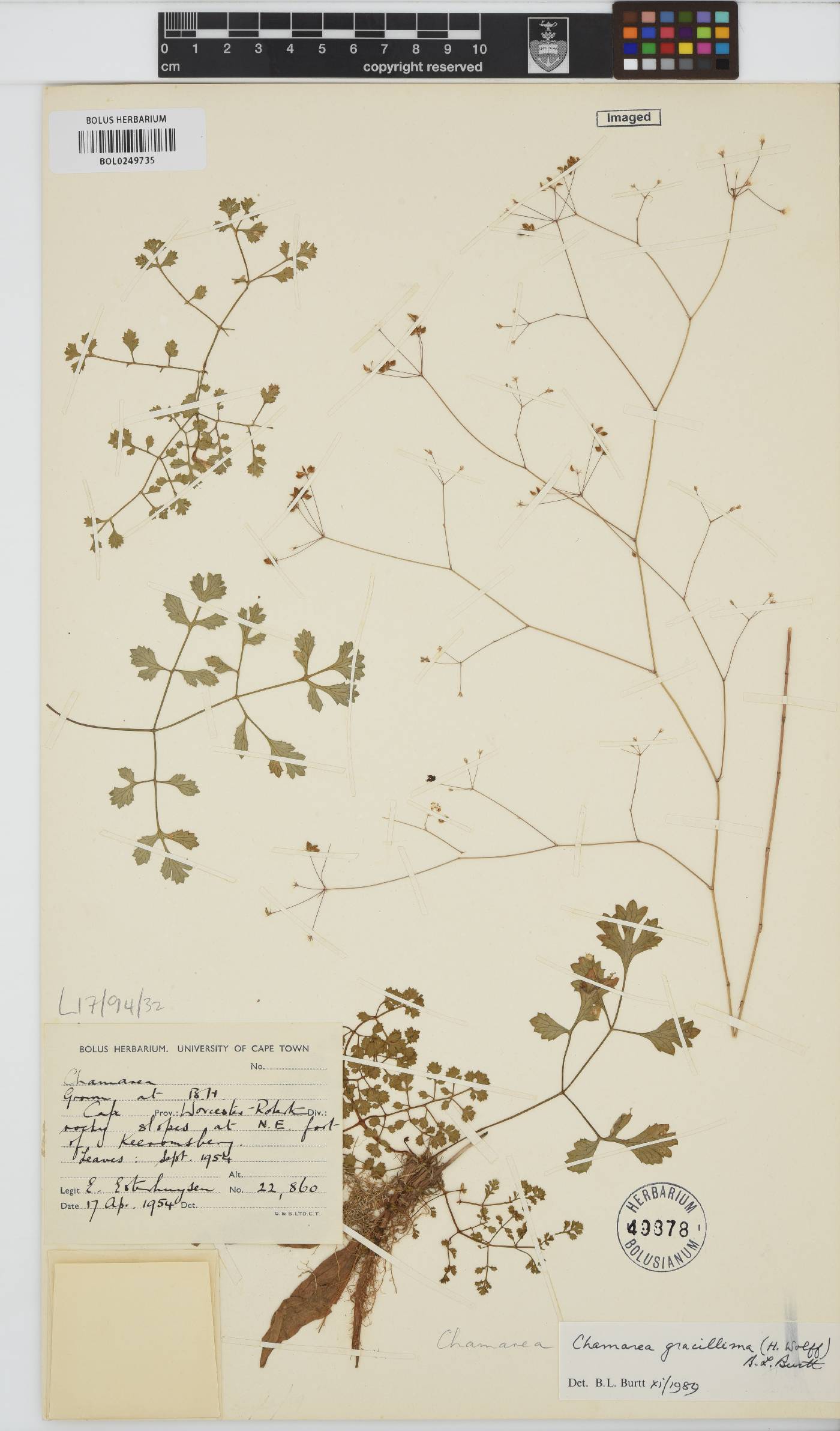 Chamarea gracillima image