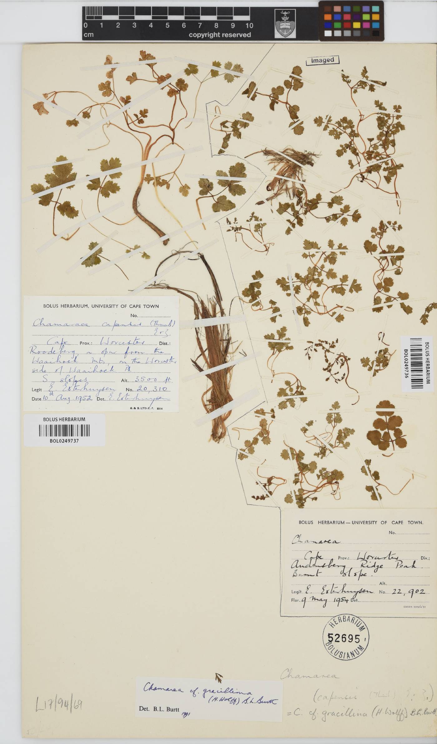 Chamarea gracillima image