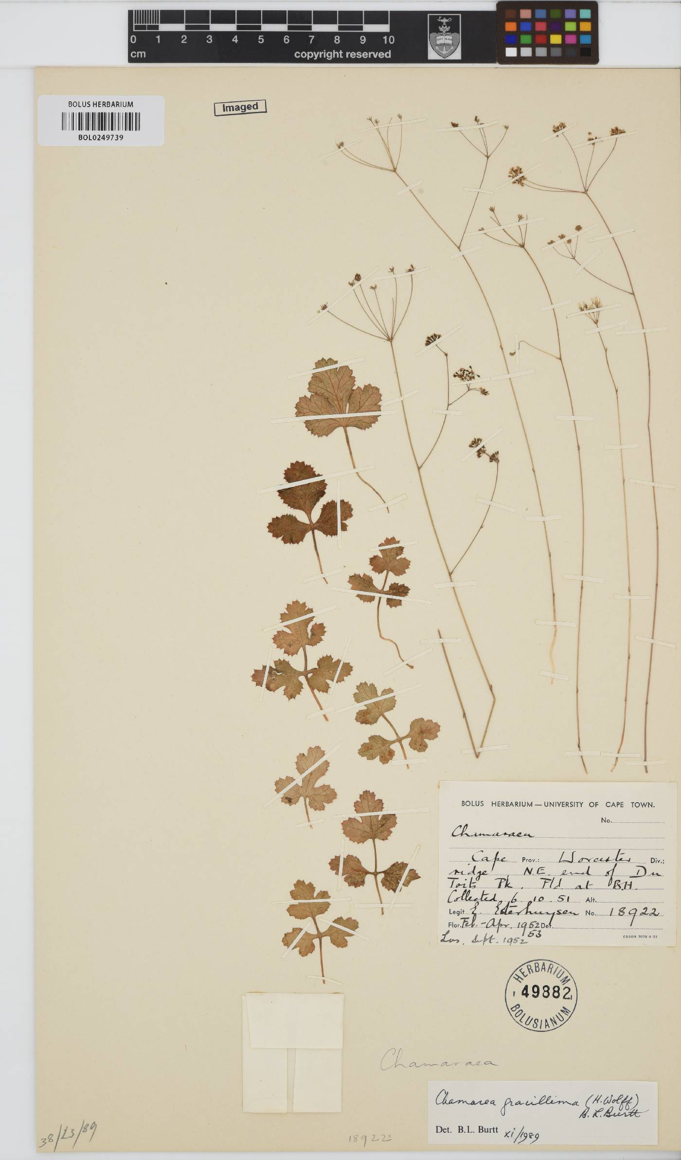 Chamarea gracillima image