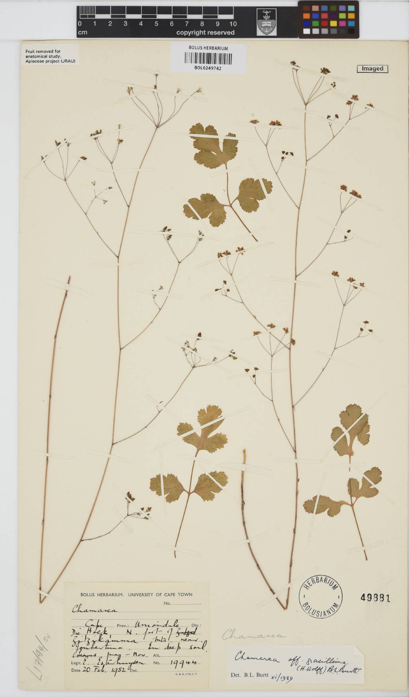 Chamarea gracillima image