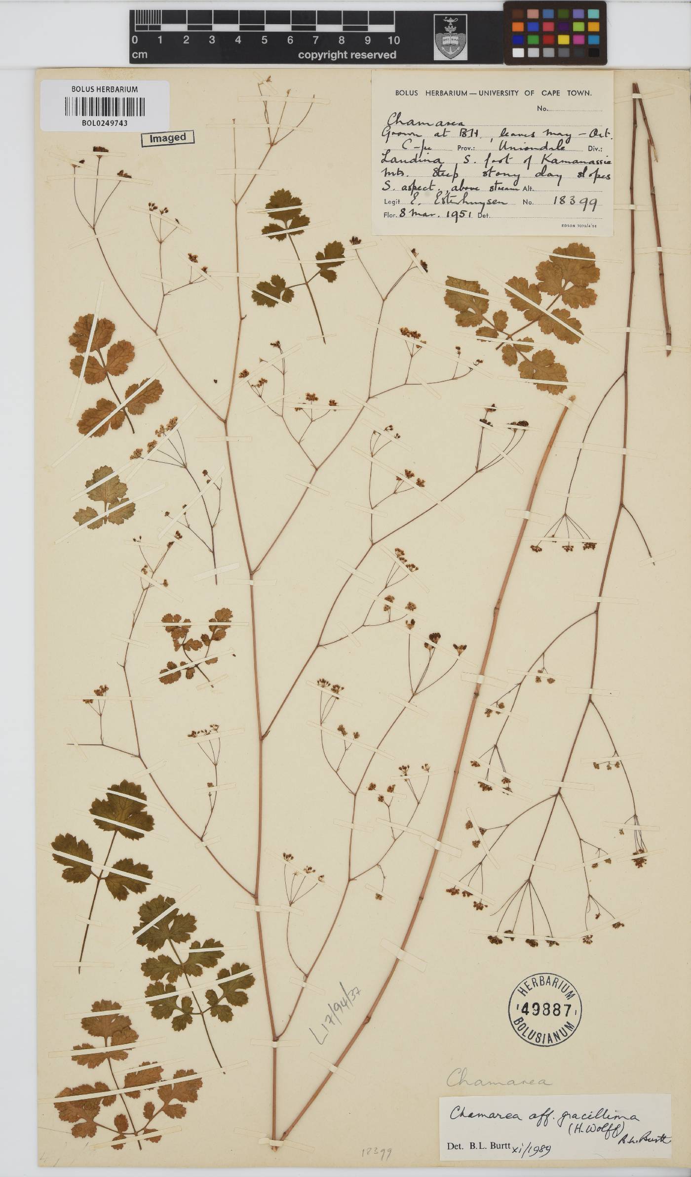 Chamarea gracillima image