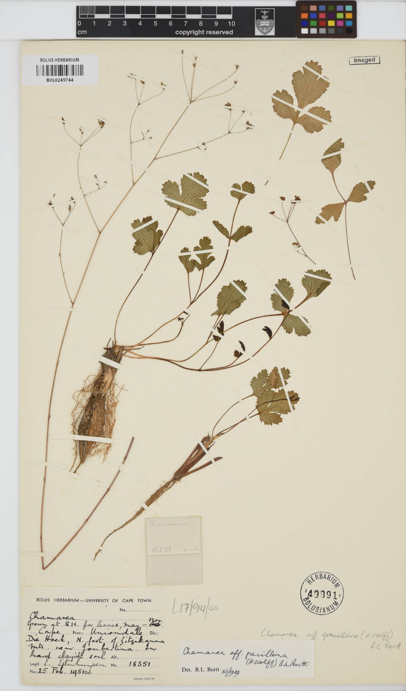 Chamarea gracillima image