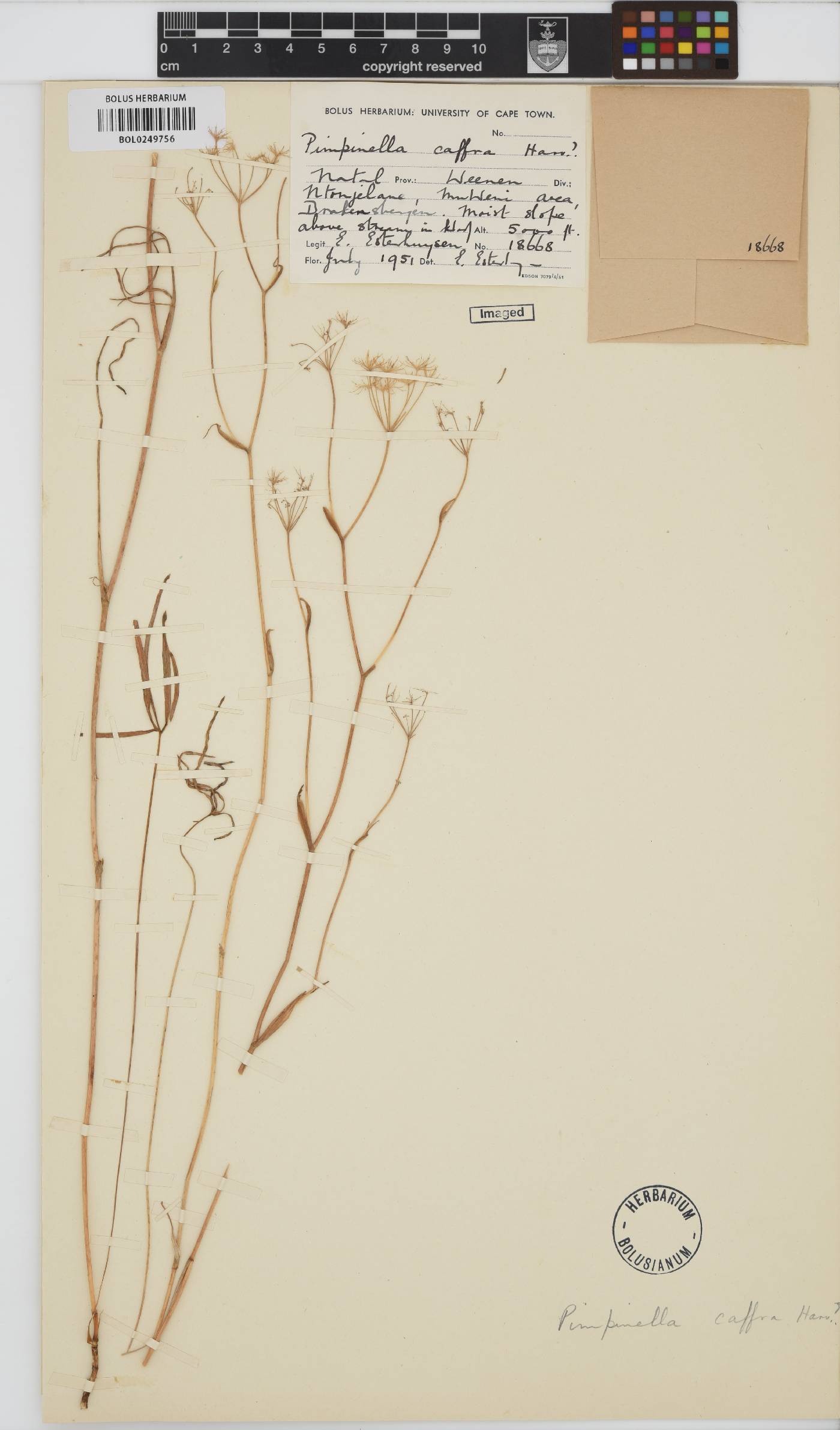 Pimpinella caffra image