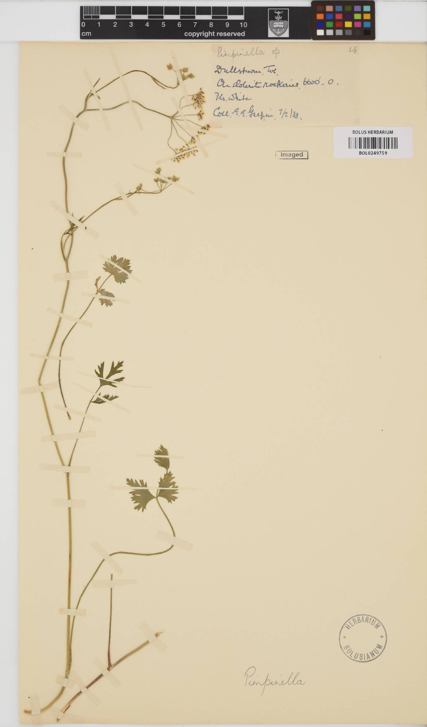 Pimpinella caffra image