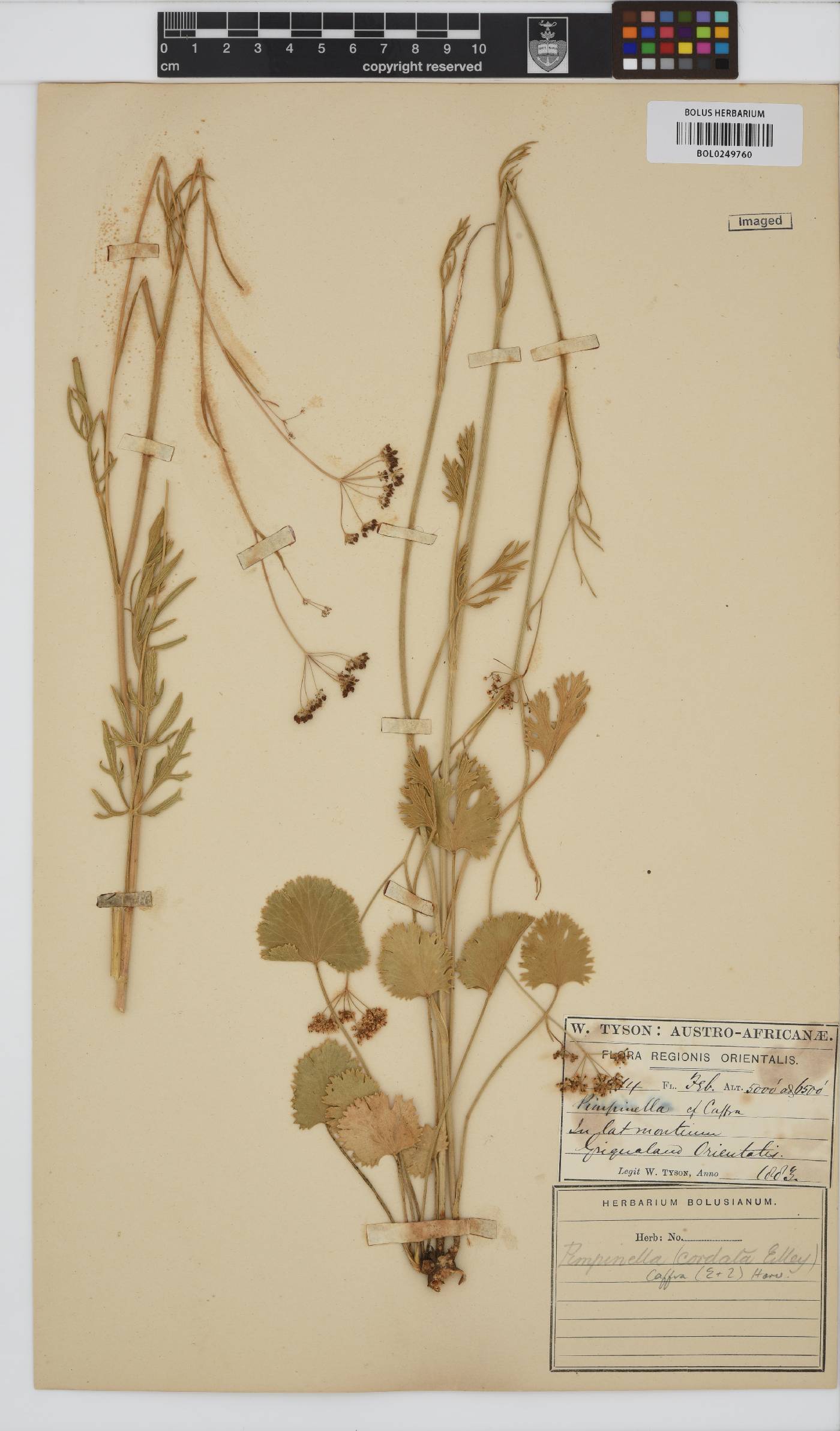 Pimpinella caffra image