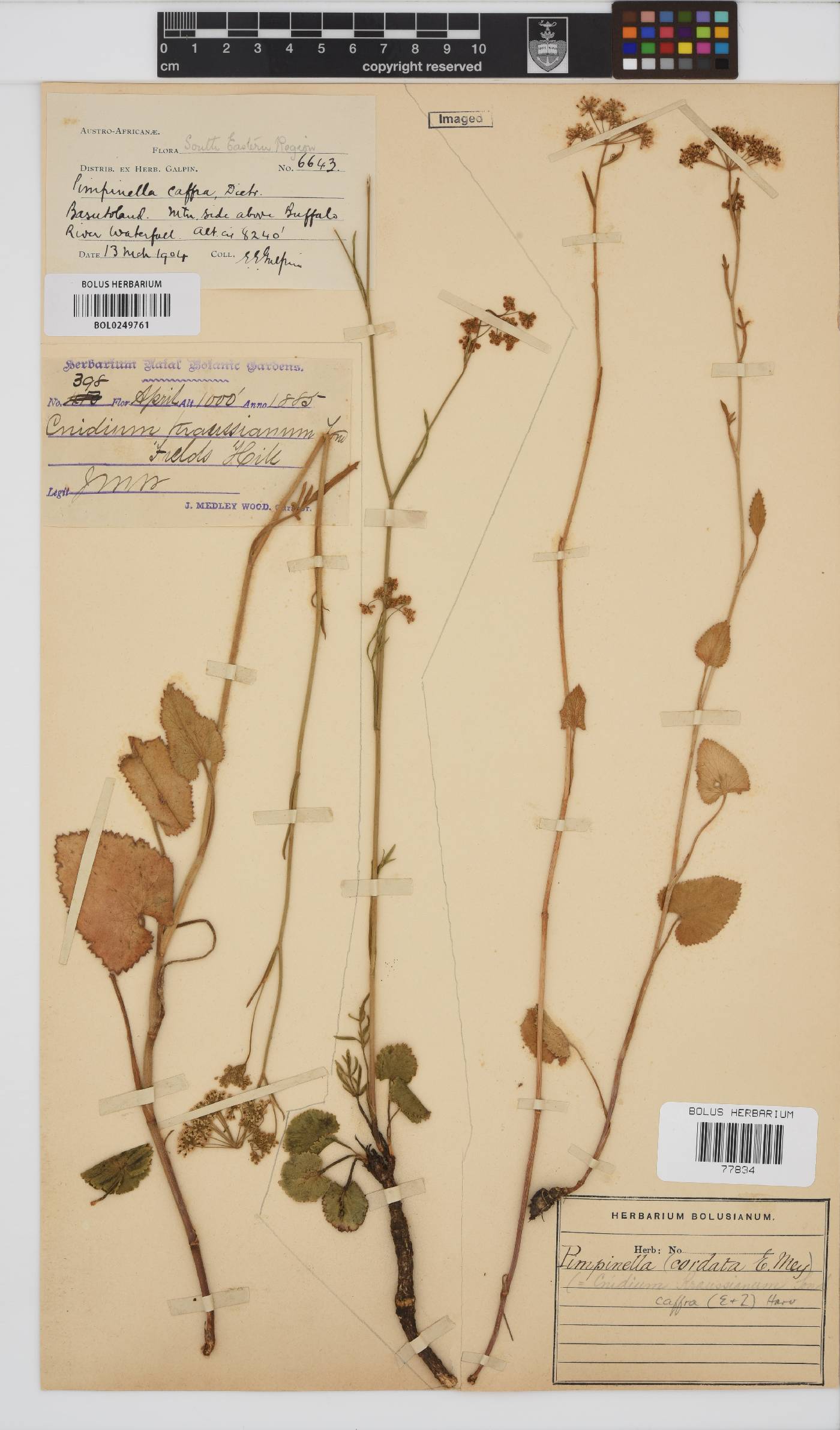 Pimpinella caffra image