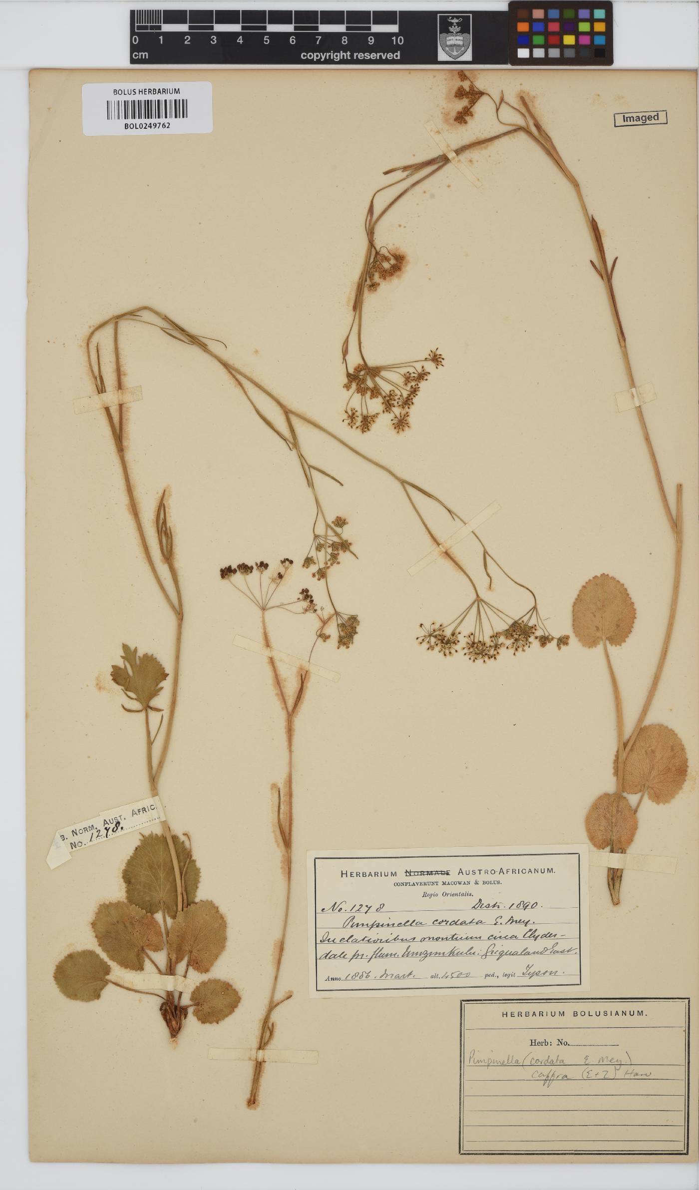 Pimpinella caffra image