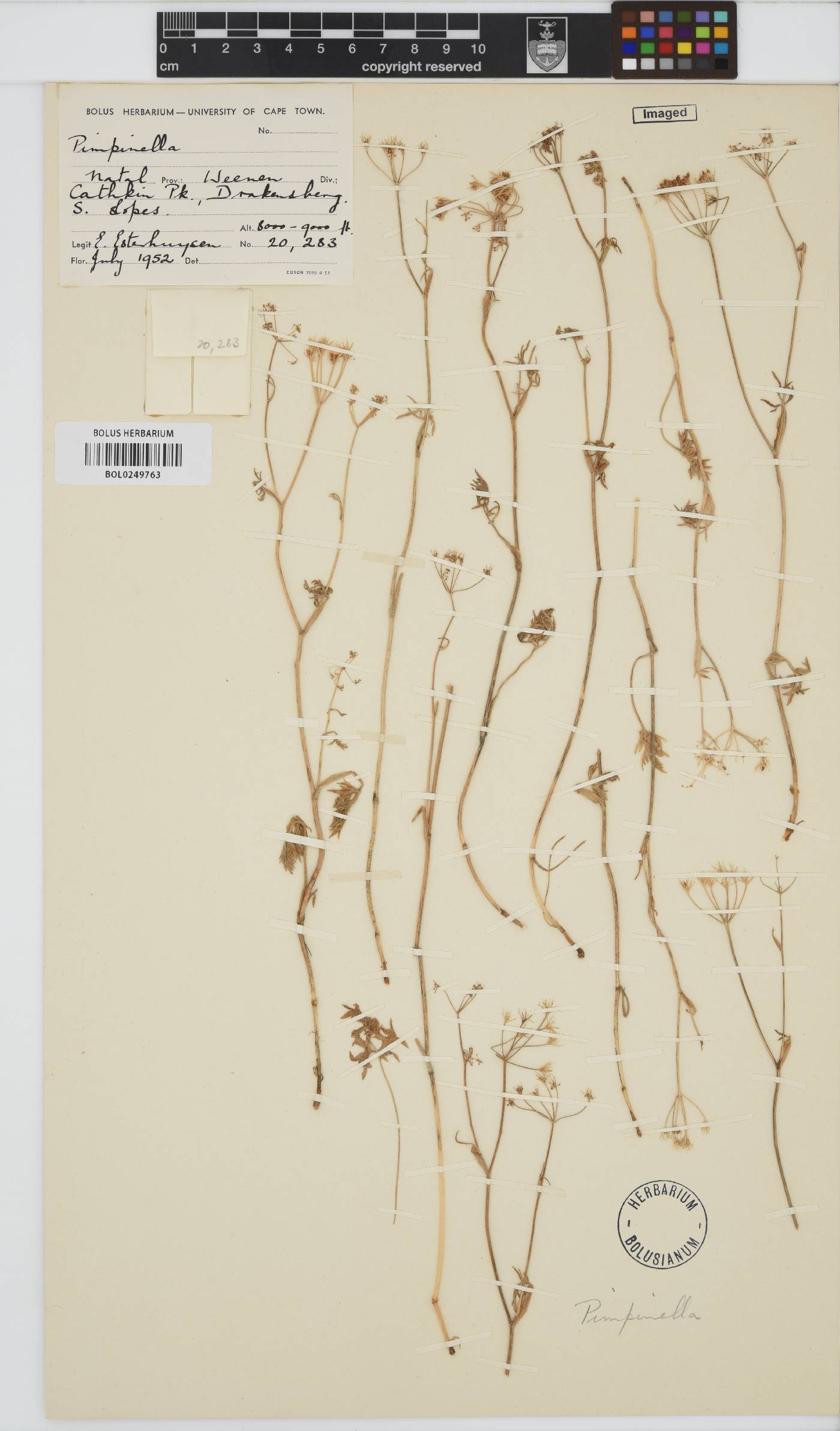 Pimpinella caffra image