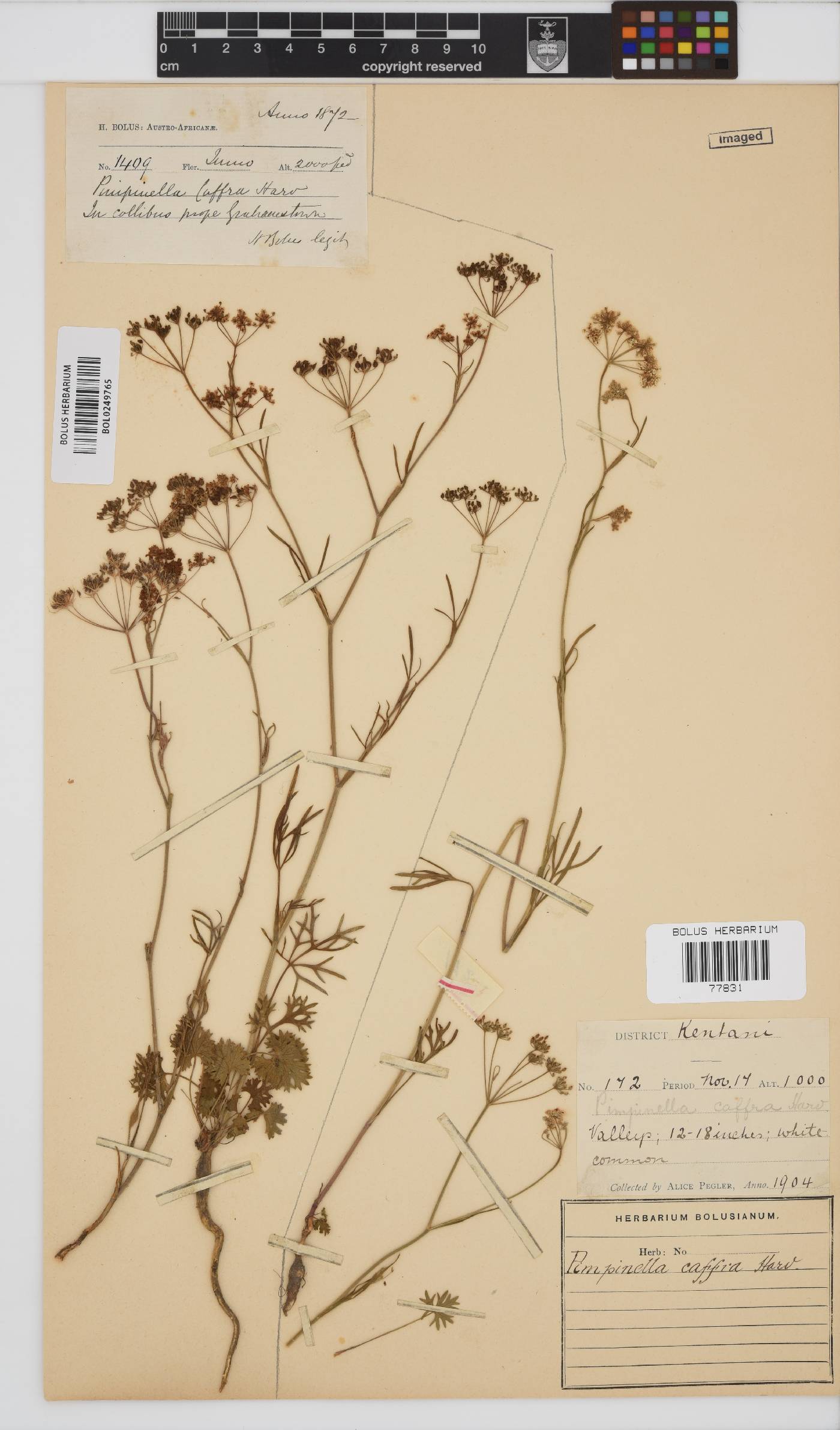 Pimpinella image
