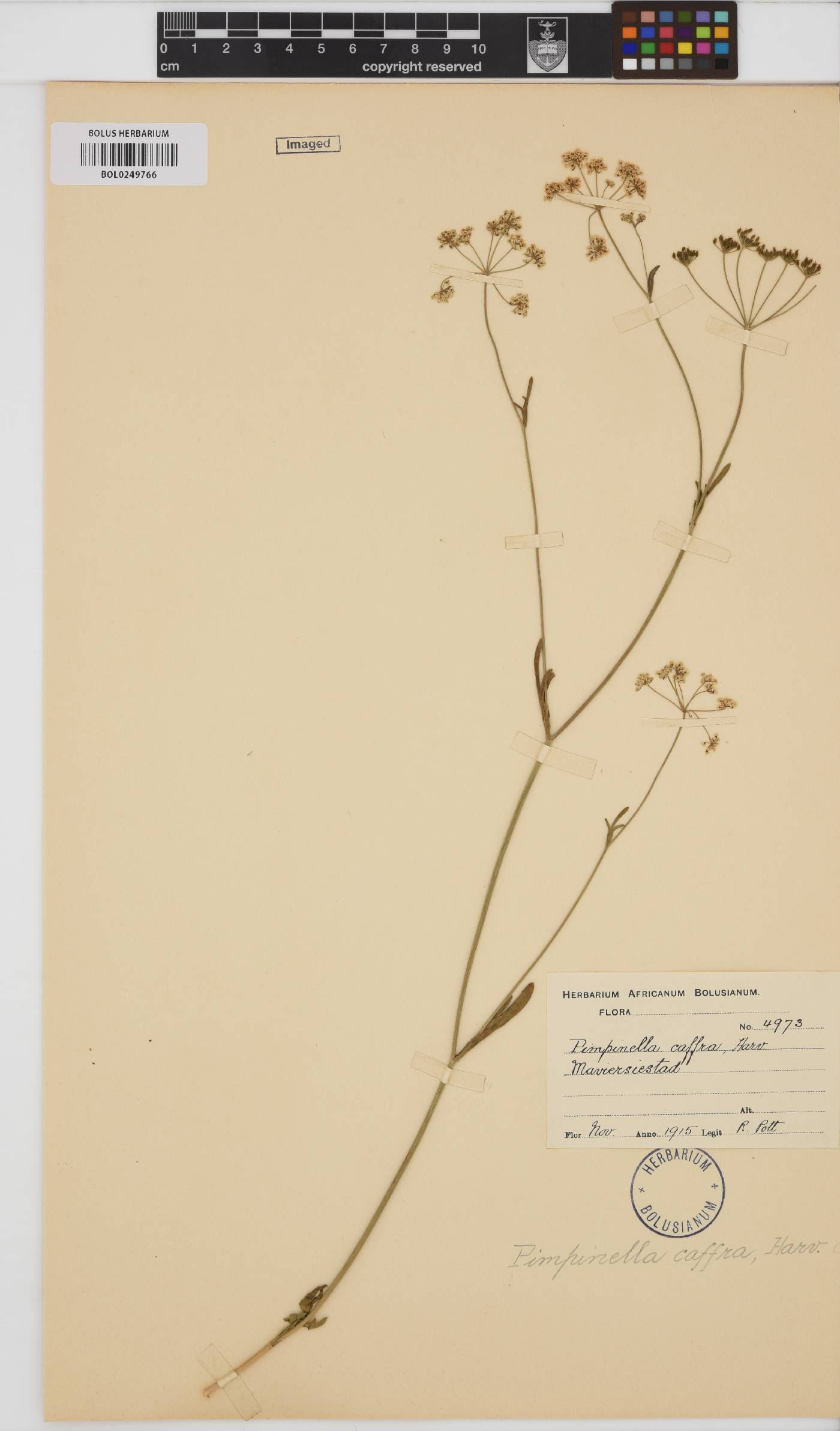 Pimpinella image
