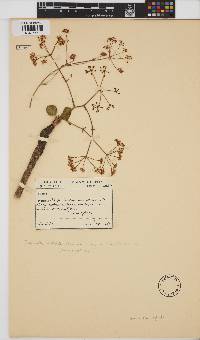 Image of Pimpinella neglecta