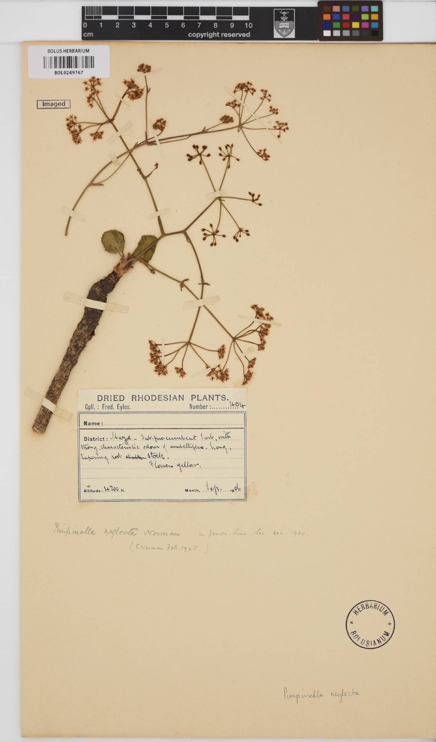 Pimpinella neglecta image